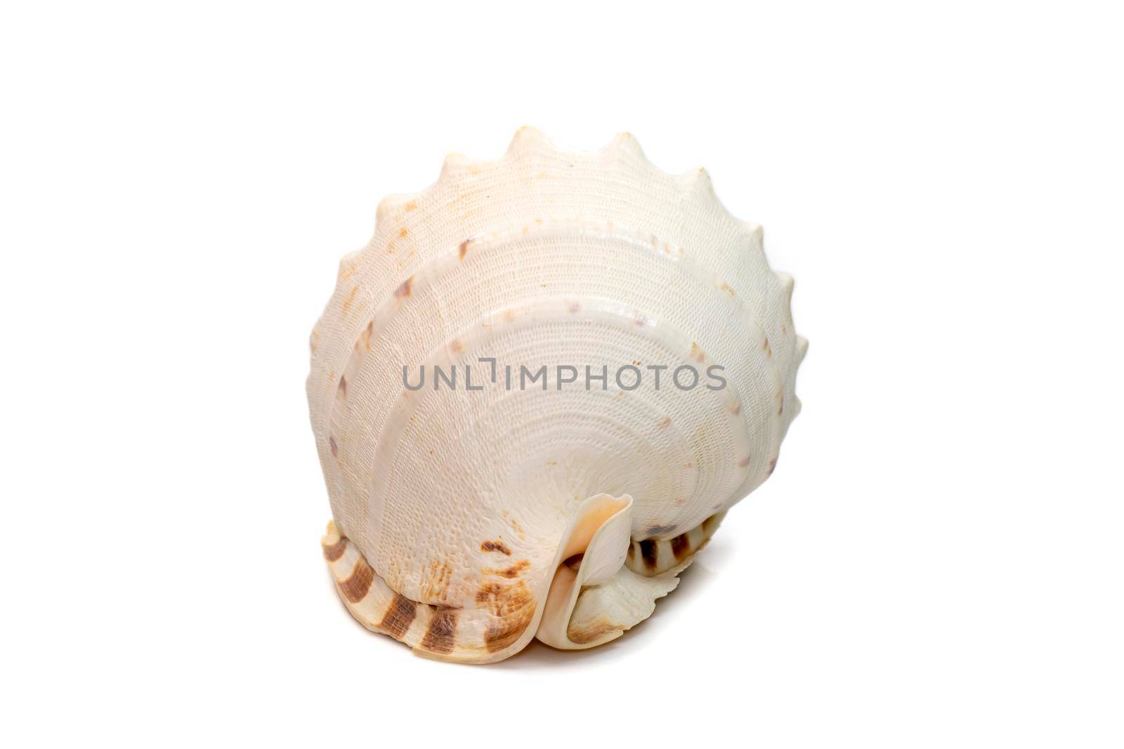 Image of Horned Helmet sea shells. (cassis Cornuta) is a species of extremely large sea snail isolated on white background. Undersea Animals. Sea Shells.