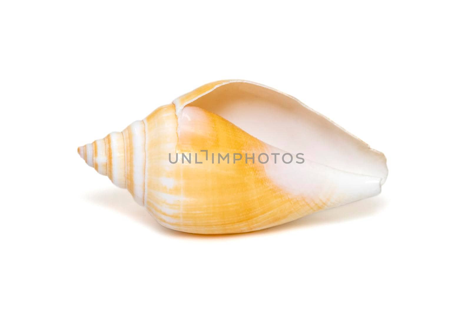 Laevistrombus canarium (commonly known as the dog conch or by its better-known synonym, Strombus canarium) is a species of edible sea snail. Sea snail. Undersea Animals. Sea Shells. by yod67