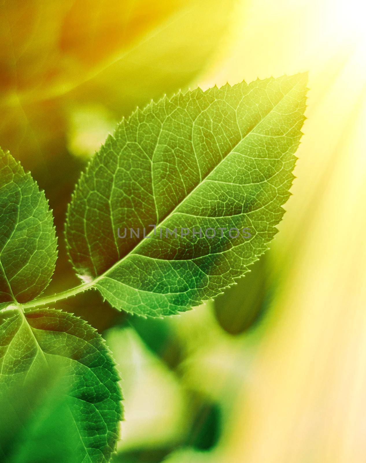 Fresh green leaves in spring by Anneleven