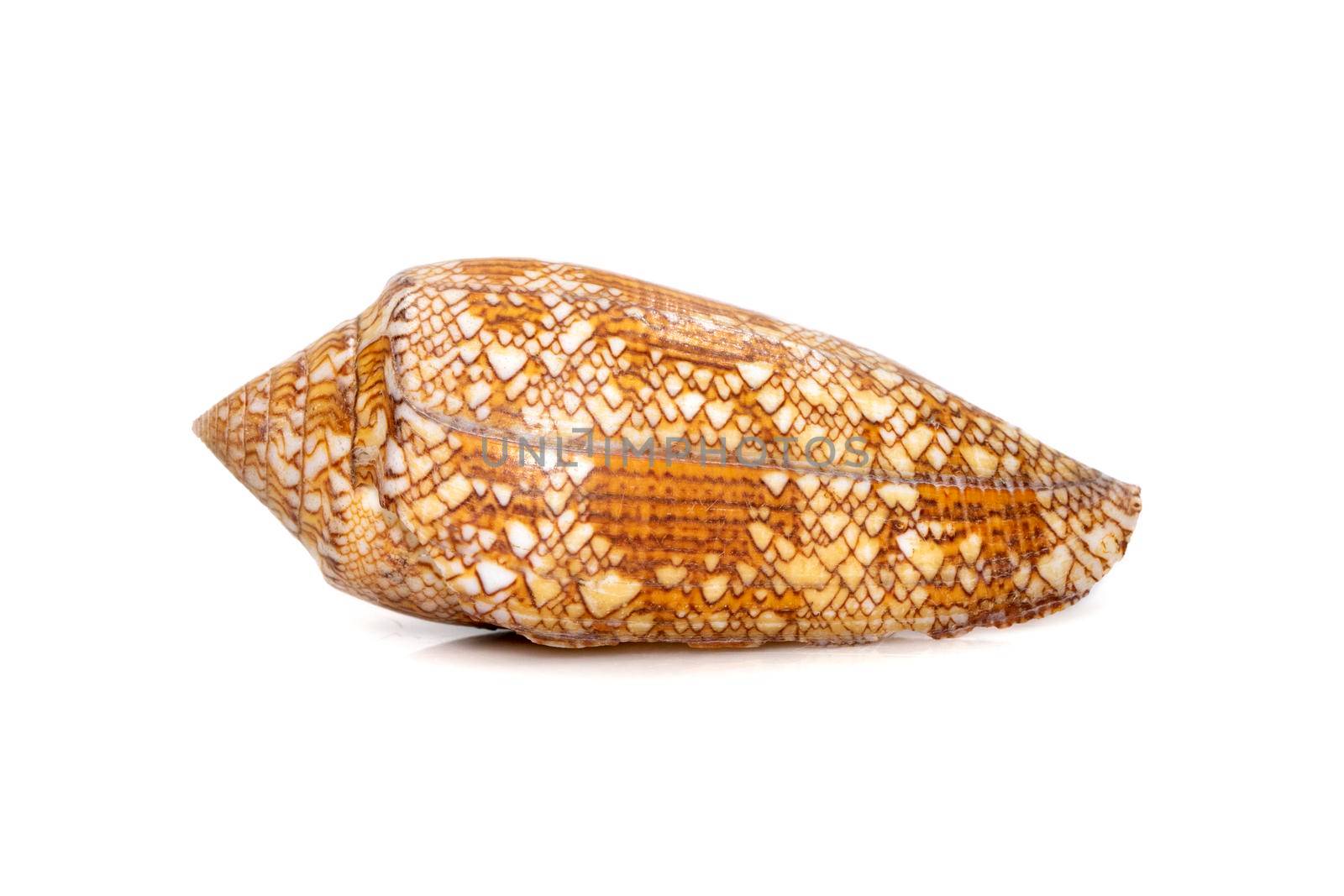 Image of conus omaria patonganus sea shell is a species of sea snail, a marine gastropod mollusk in the family Conidae, the cone snails and their allies. Undersea Animals. by yod67