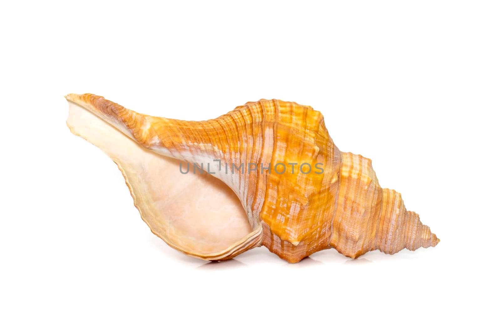 Image of Trapezium Horse Conch / Striped Fox Conch seashell (Pleuroploca trapezium) isolated on white background. Undersea Animals. Sea Shells.