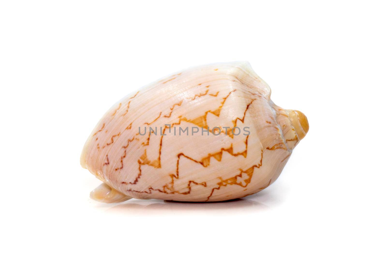 Image of cymbiola nobilis sea shell is a marine gastropod mollusk in the family Volutidae isolated on white background. Undersea Animals.