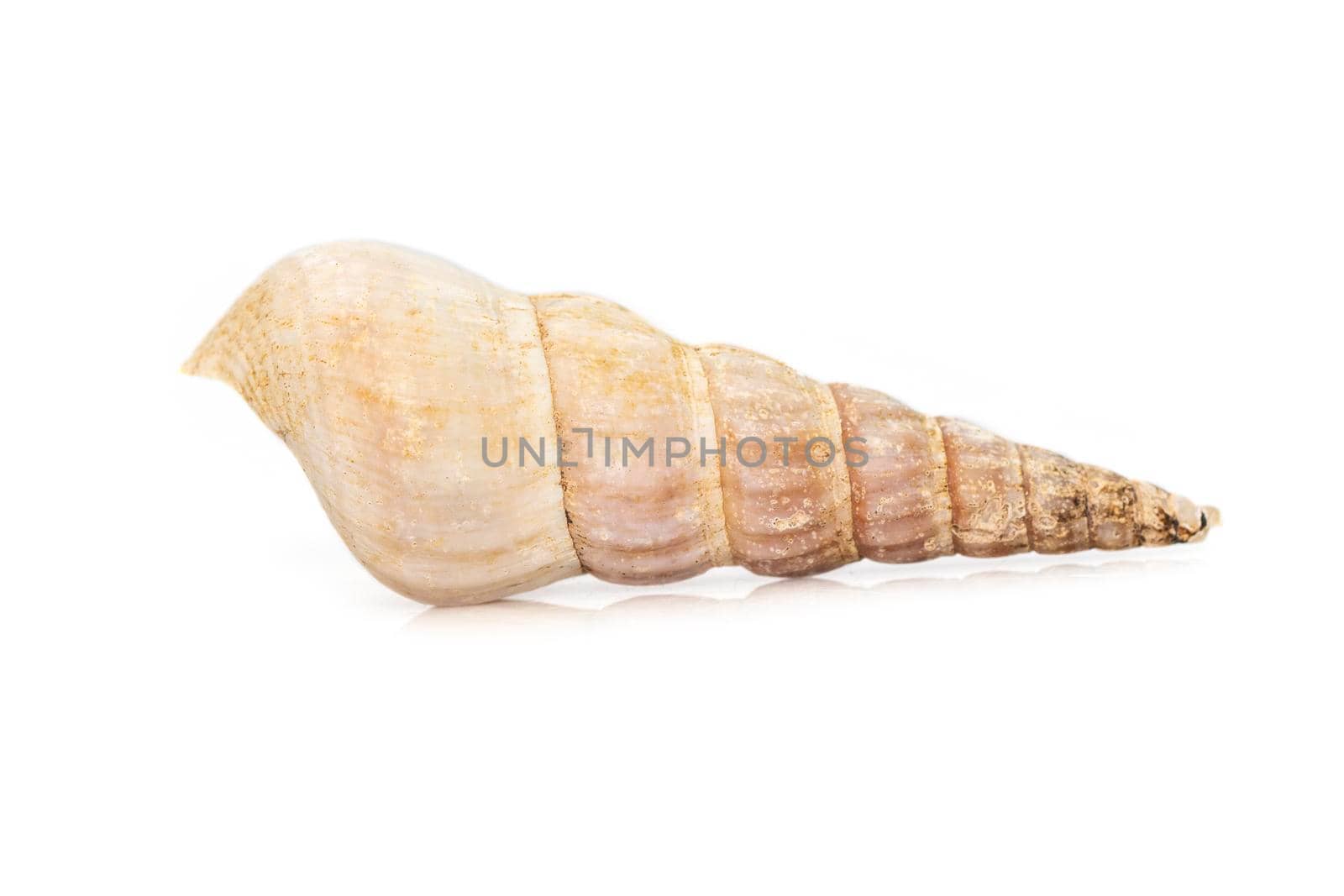 Image of rhinoclavis aspera is a species of sea snail, a marine gastropod mollusk in the family Cerithiidae isolated on white background. Undersea Animals.