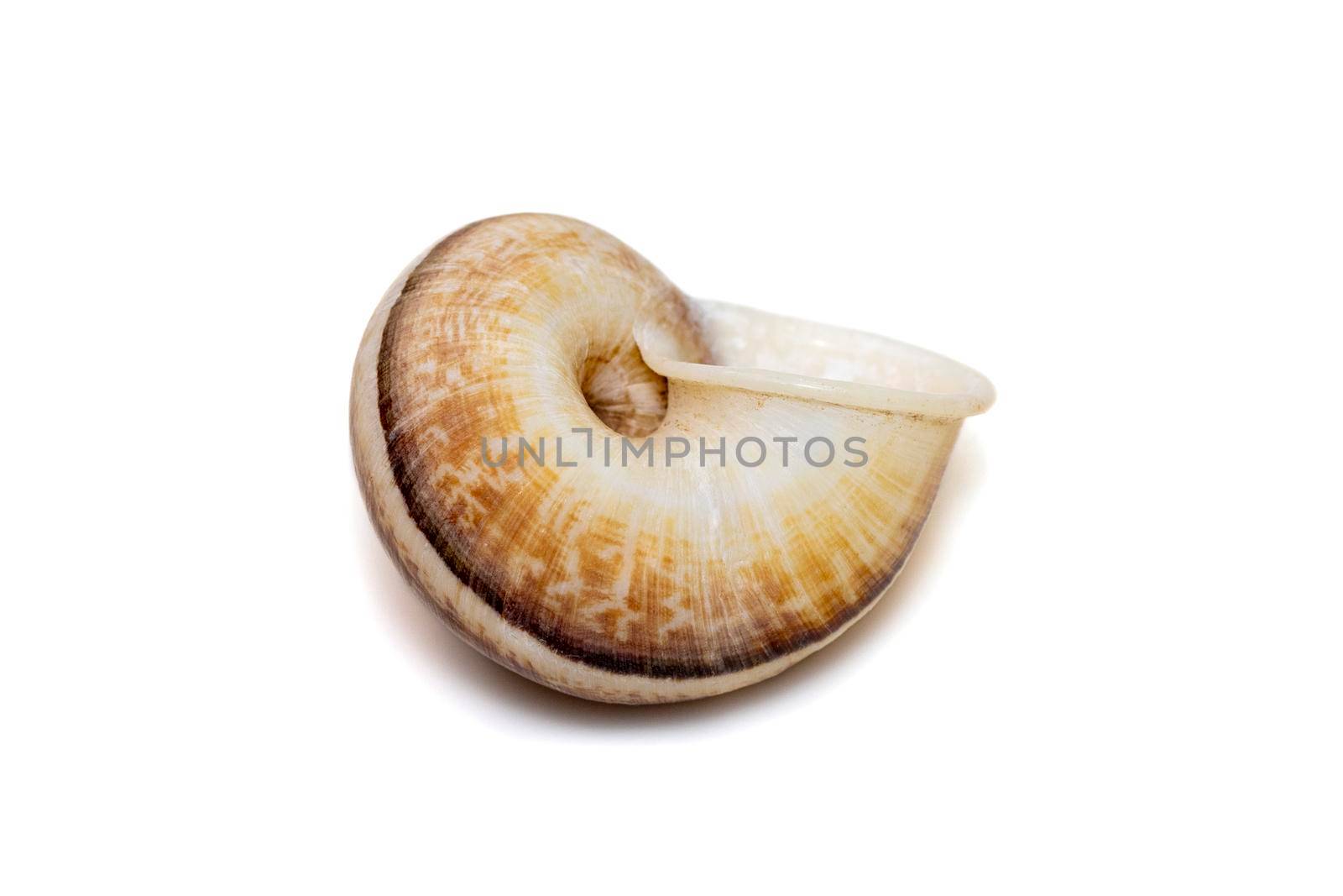 Image of cyclophorid snails(Cyclophoridae) isolated on white background. Undersea Animals. Sea Shells.