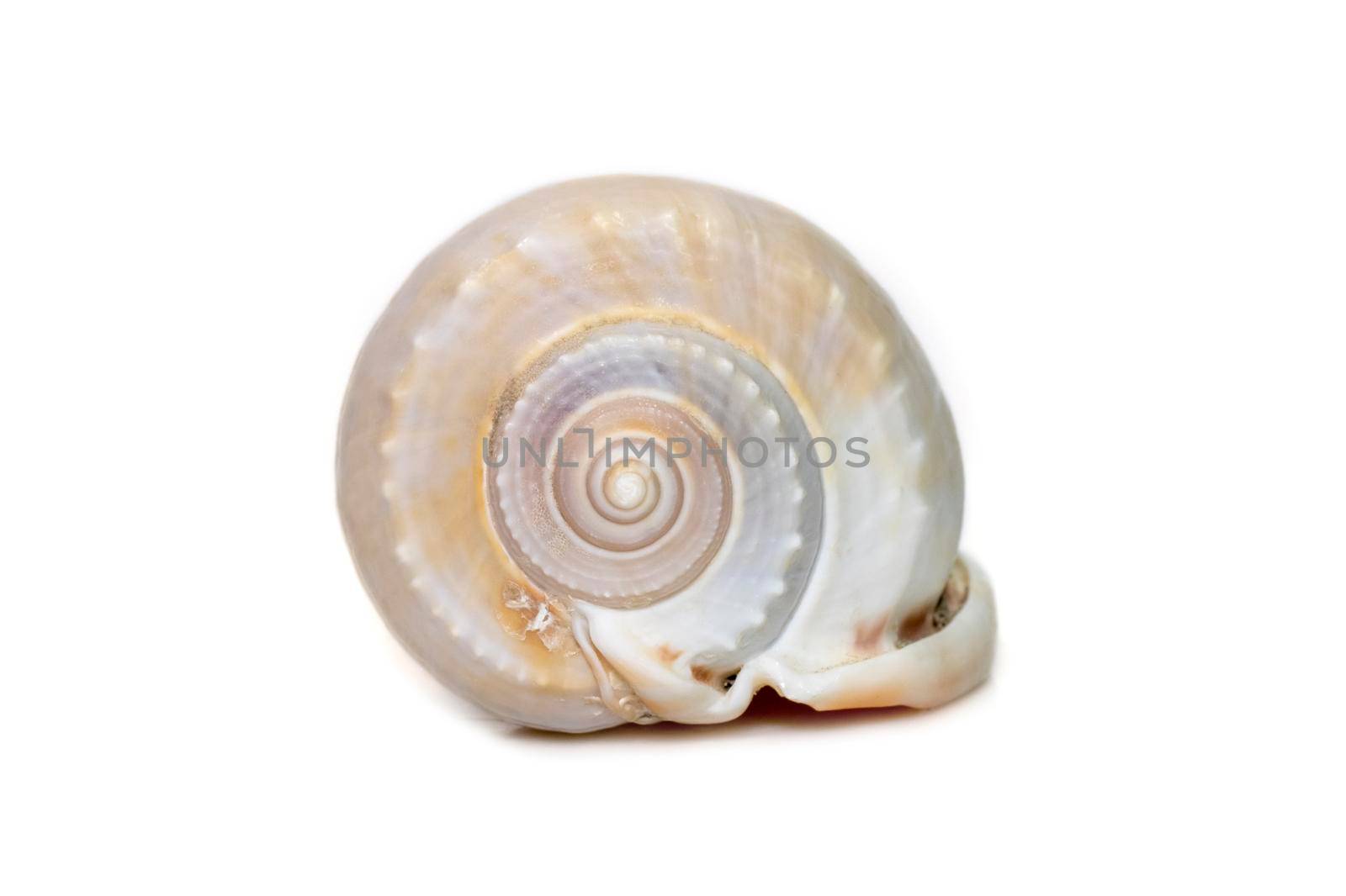 Image of phalium glaucum shell, common name the grey bonnet or glaucus bonnet, is a species of large sea snail, a marine gastropod mollusk in the family Cassidae, the helmet snails and bonnet snails isolated on white background. Undersea Animals. Sea Shells.