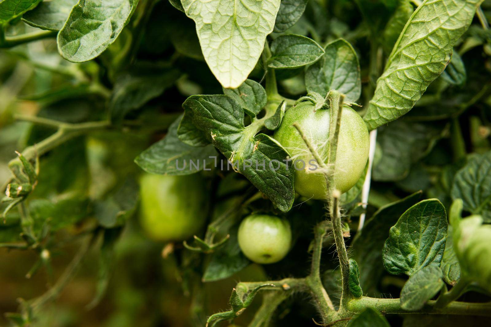 Tomatoes are hanging on a branch in the greenhouse. The concept of gardening and life in the country.