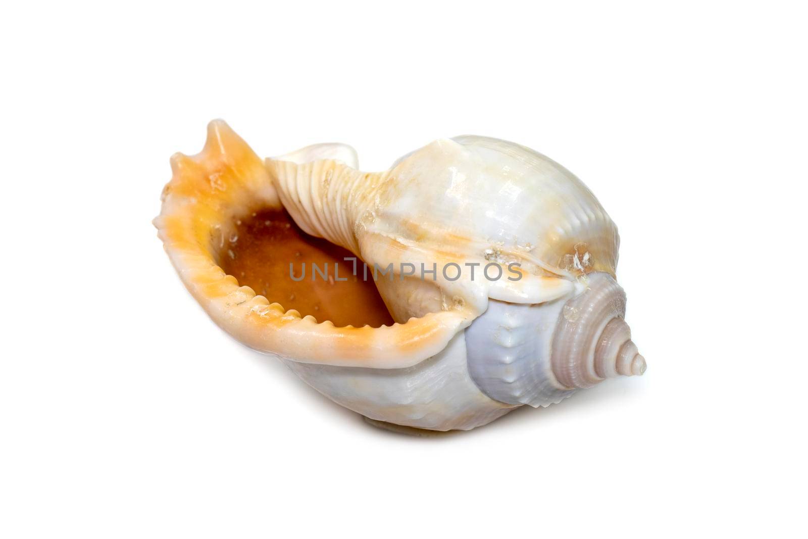 Image of phalium glaucum shell, common name the grey bonnet or glaucus bonnet, is a species of large sea snail, a marine gastropod mollusk in the family Cassidae, the helmet snails and bonnet snails isolated on white background. Undersea Animals. Sea Shells.