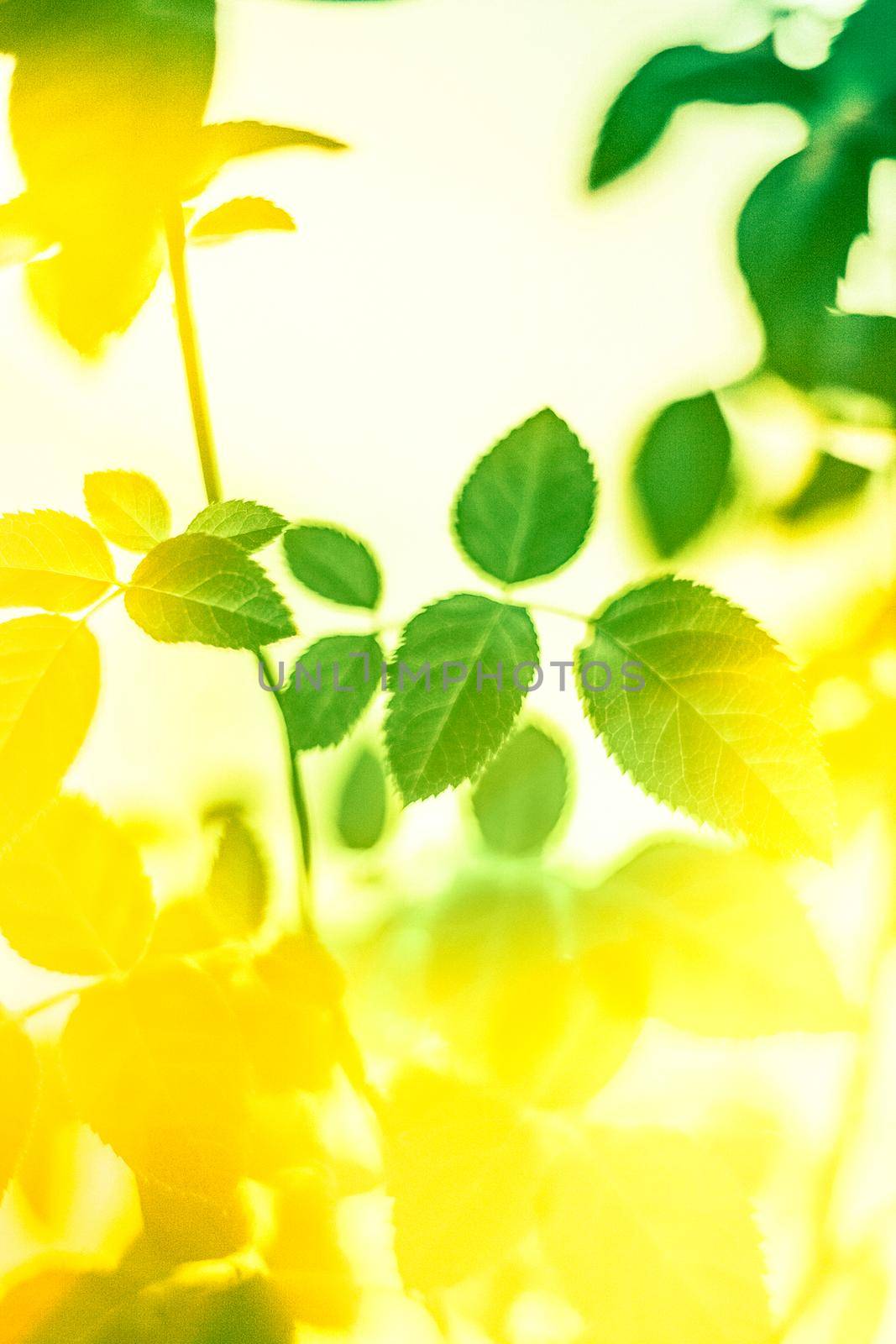 Fresh green leaves in spring by Anneleven