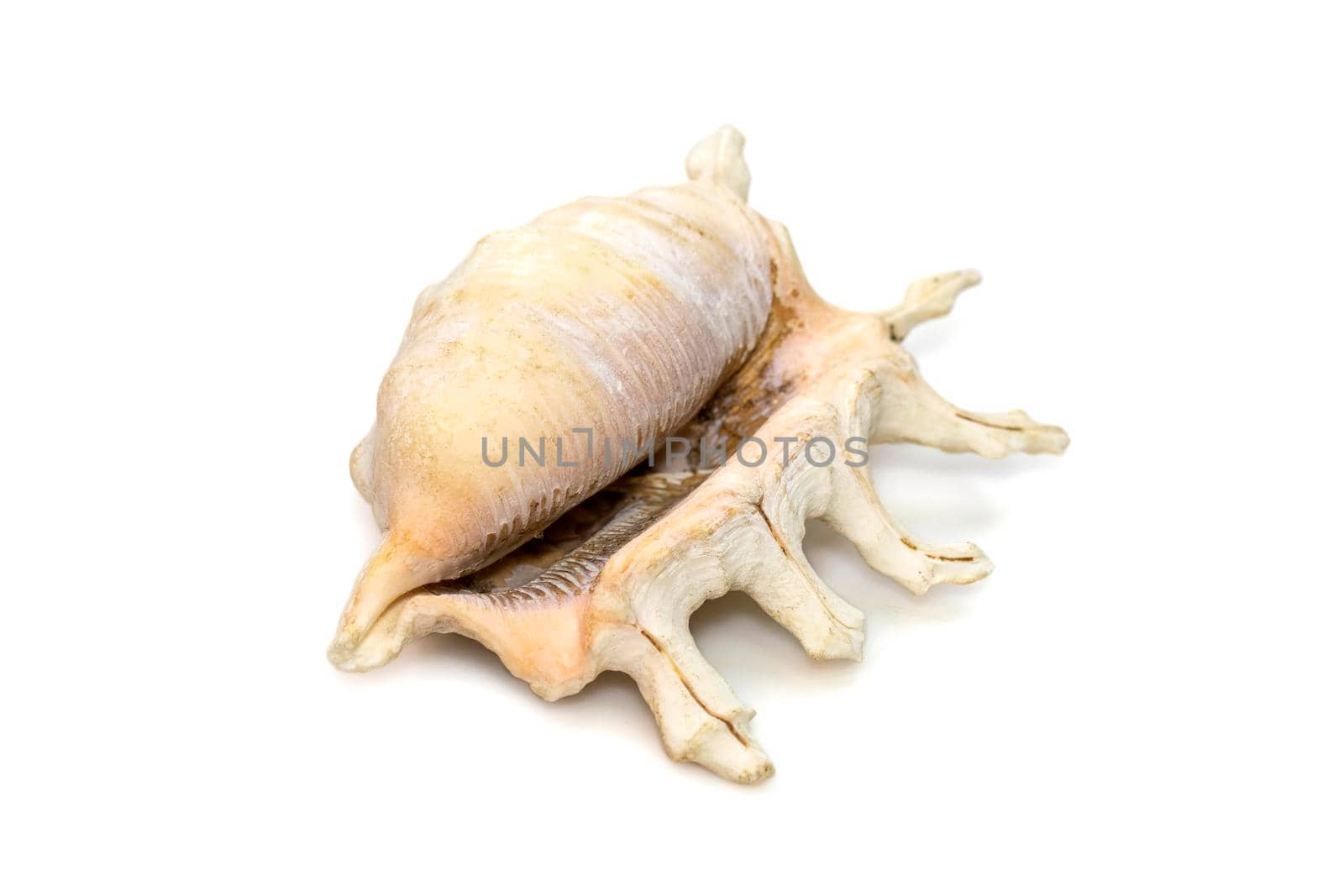 Image of lambis scorpius sea shell, common name the scorpion conch or scorpion spider conch, is a species of large sea snail, a marine gastropod mollusk in the family Strombidae, the true conchs on a white background. Undersea Animals. by yod67