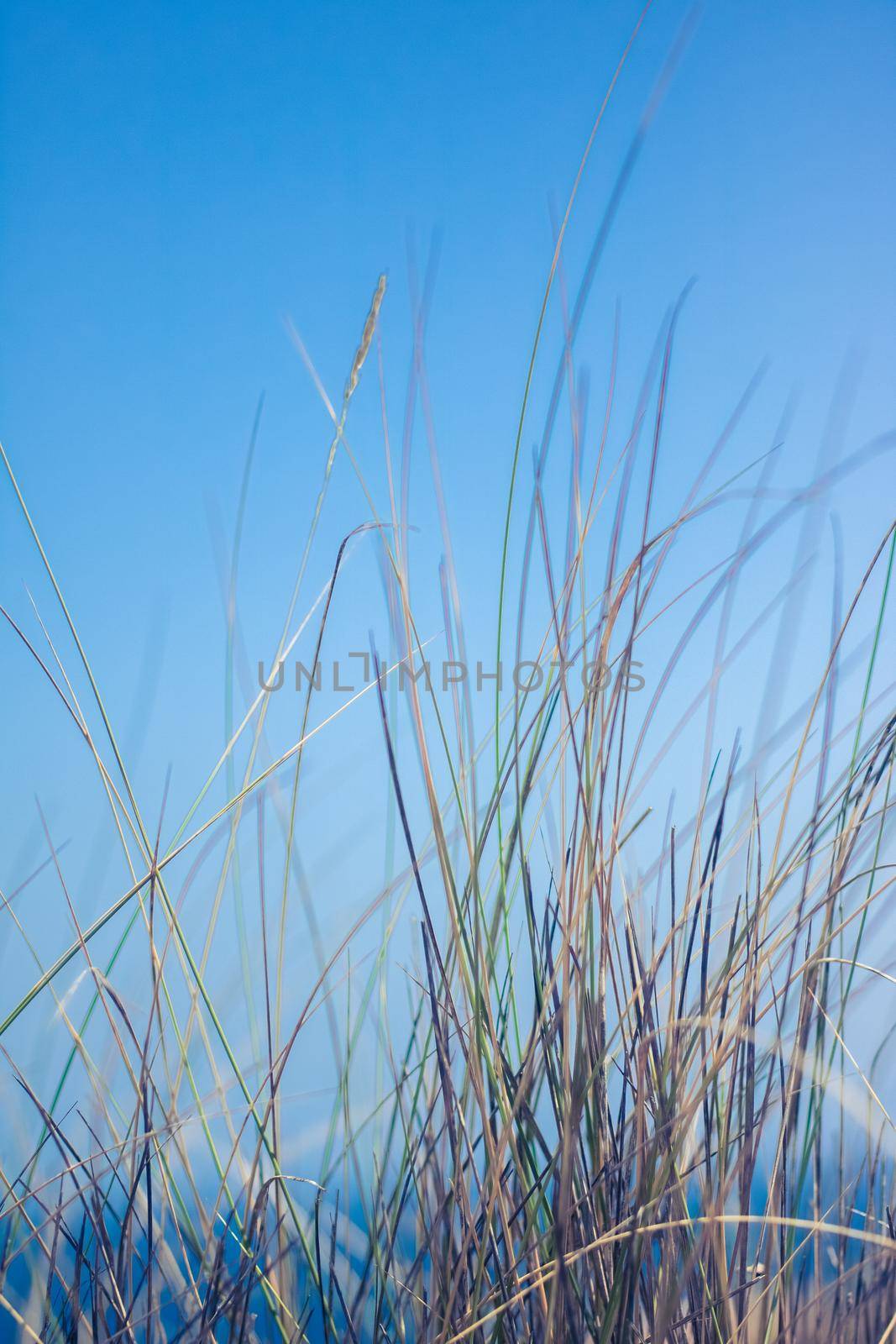 Rural field, a day in countryside by Anneleven