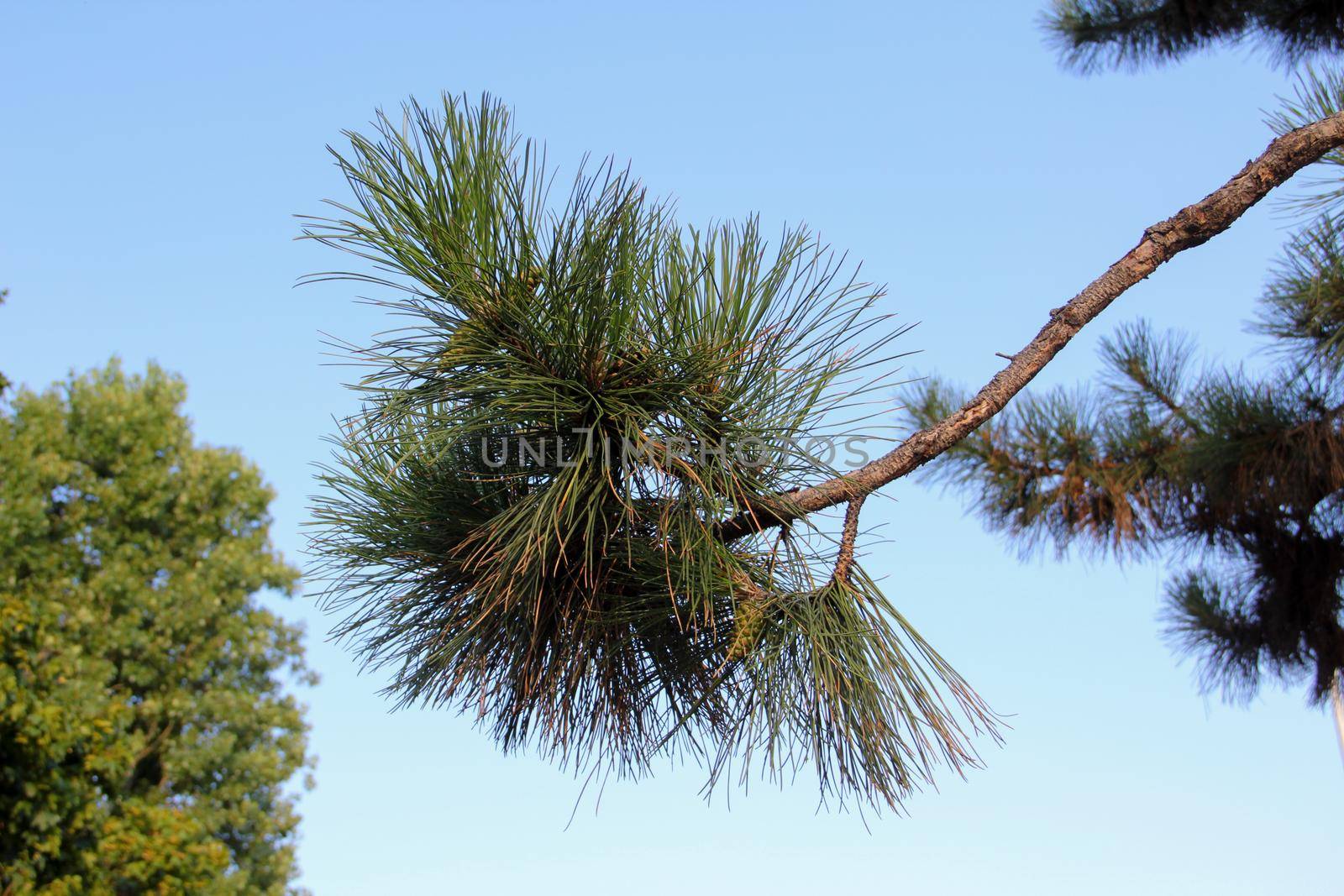 A pine branch with long needles extending into it, a blue sky in the back. by gallofoto
