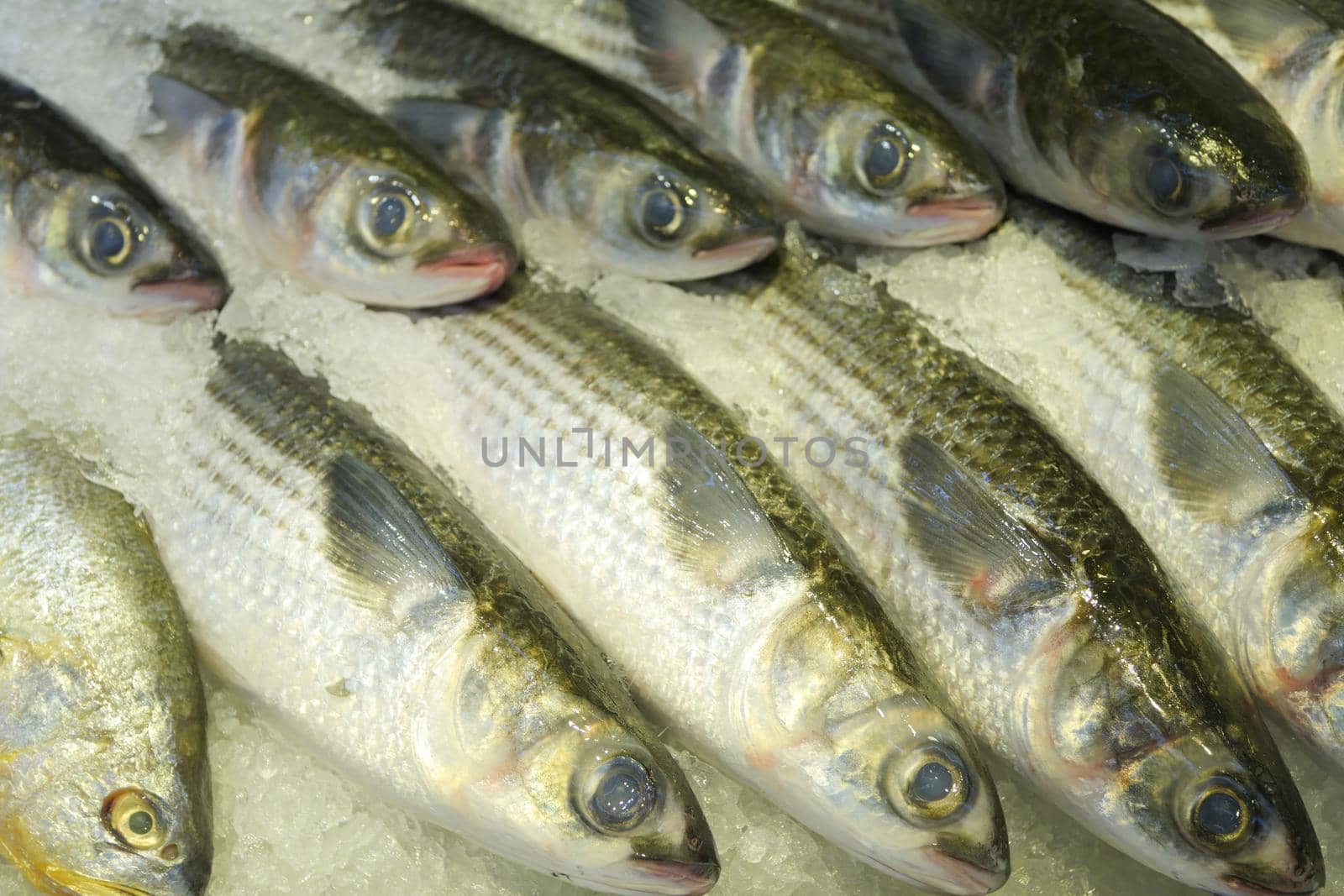 raw tuna fish on ice close up ,