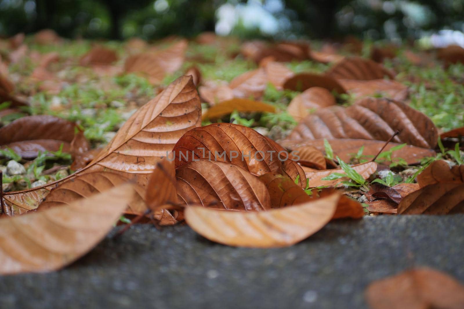 close up of fallen Dry brown leaf on road ,