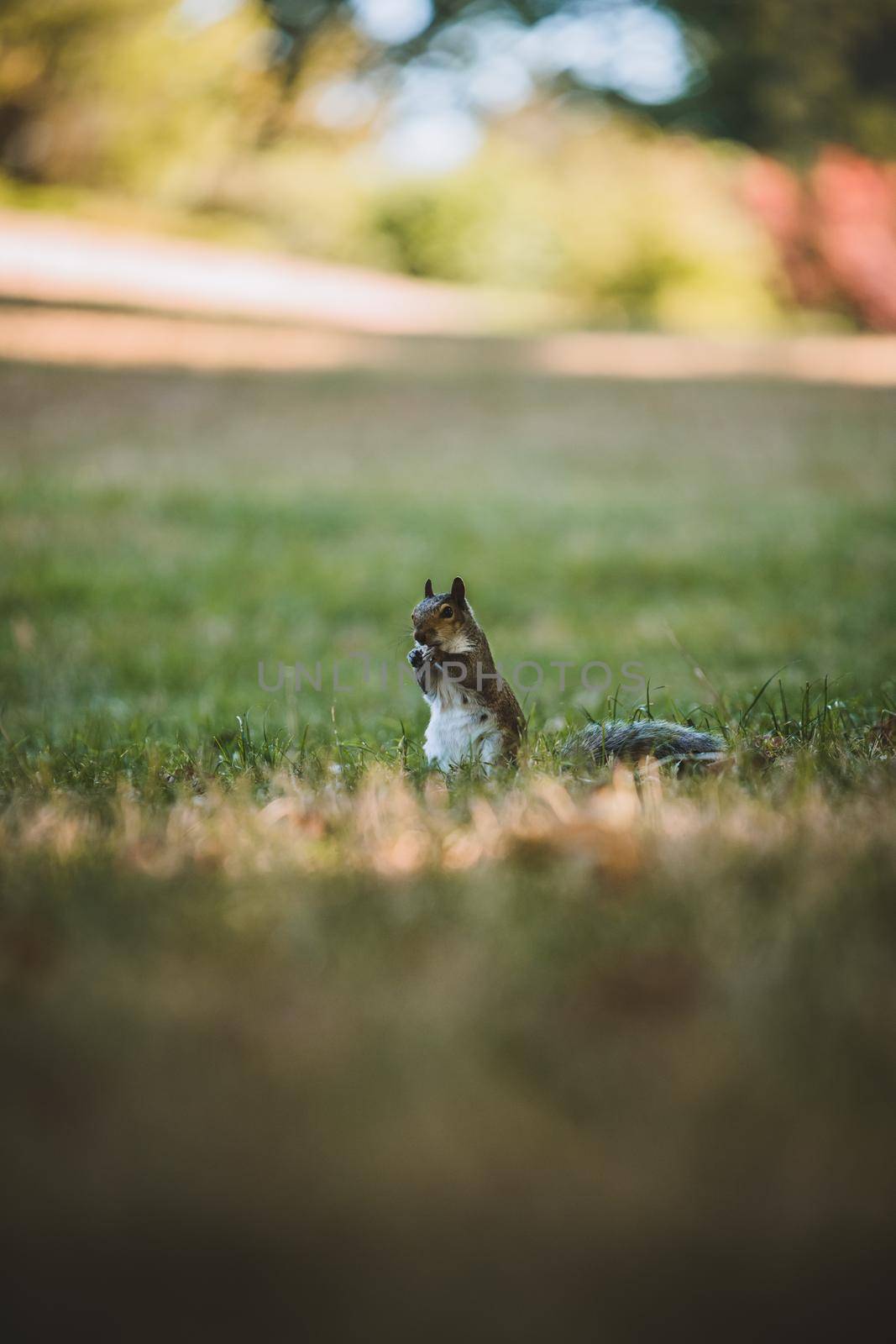 Squirrel eating in park. High quality photo