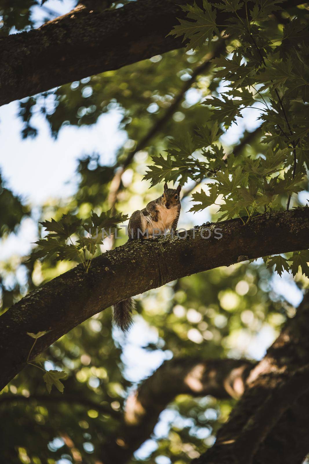 Grey Squirrel in the park. High quality photo