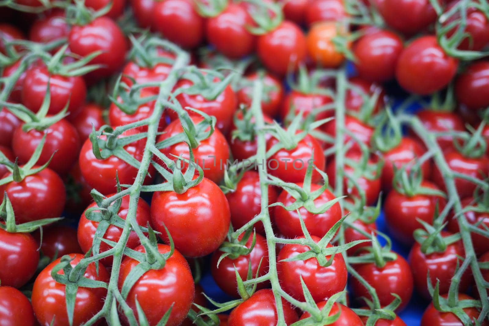 red color small tomato on red background