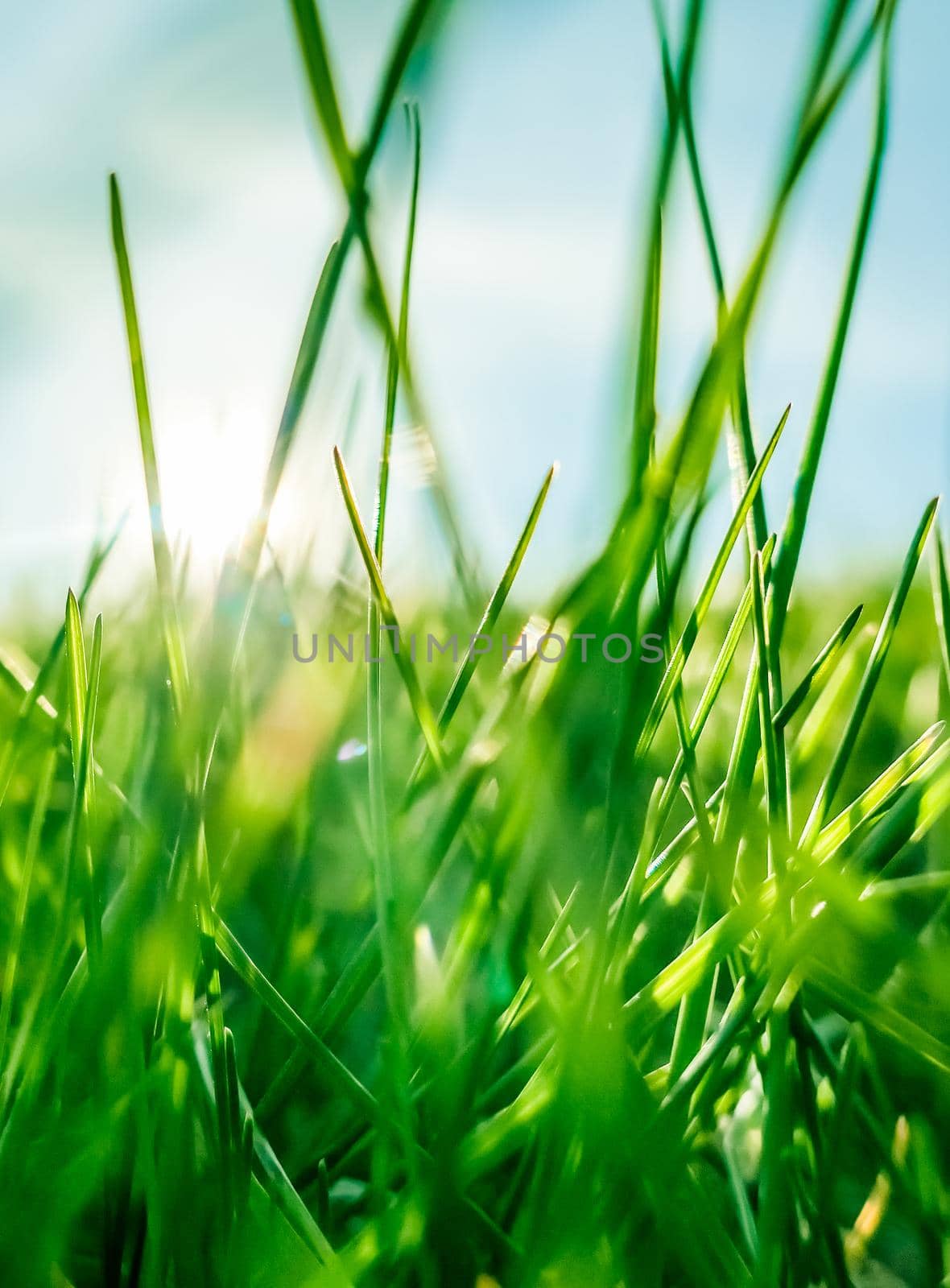 Earth landscape, growth and natural environment concept - Fresh grass and sunny blue sky on a green field at sunrise, nature of countryside