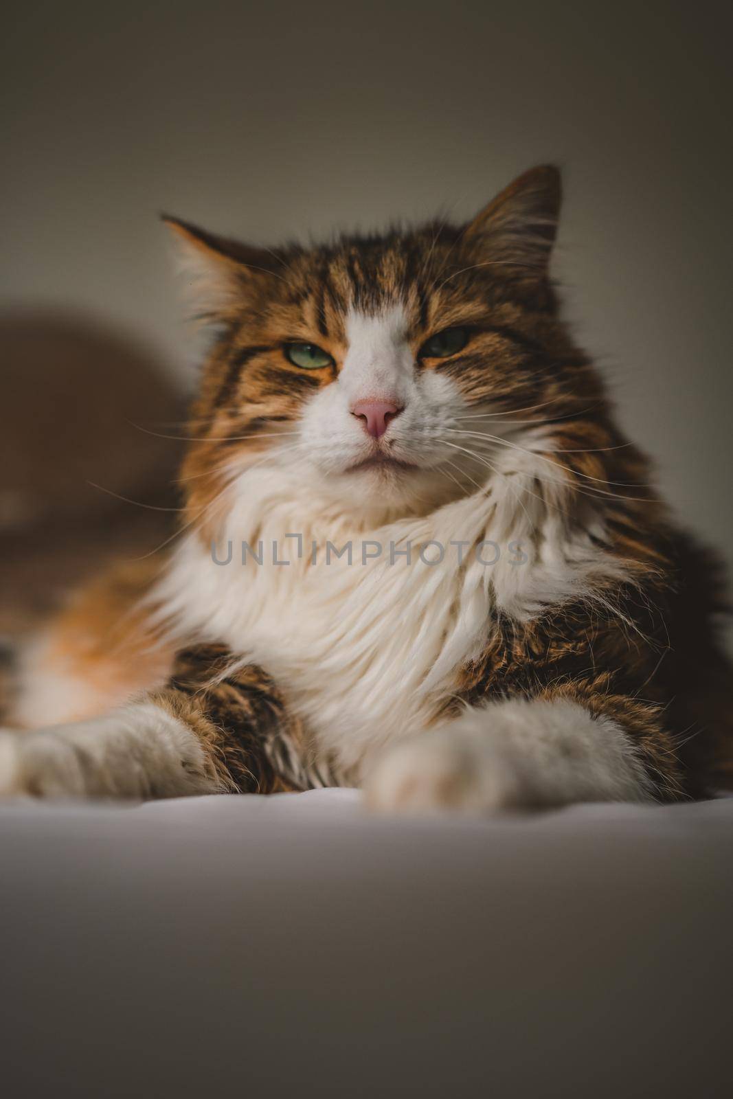 Portrait of beautiful female cat by fabioxavierphotography