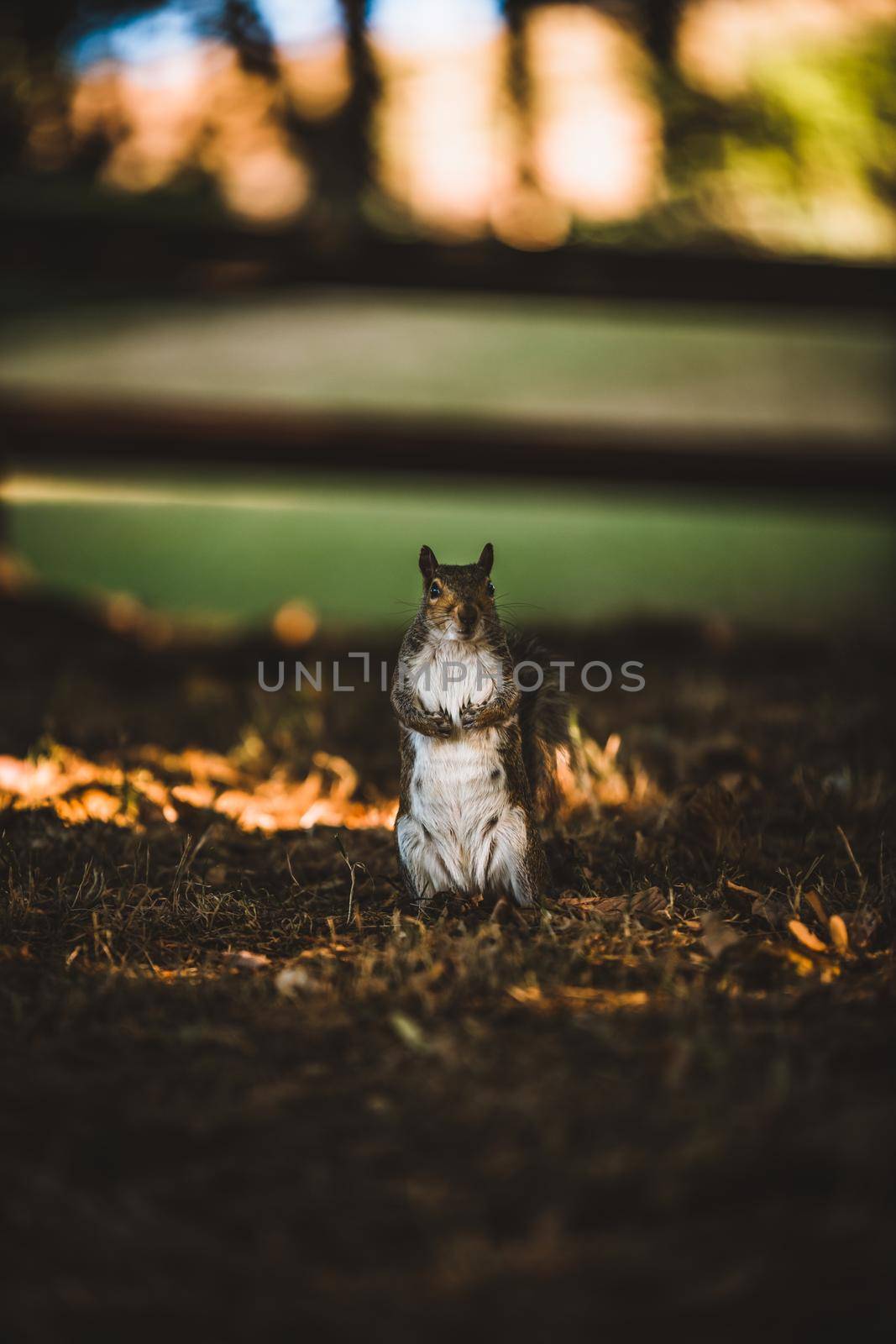 Grey Squirrel in the park. High quality photo