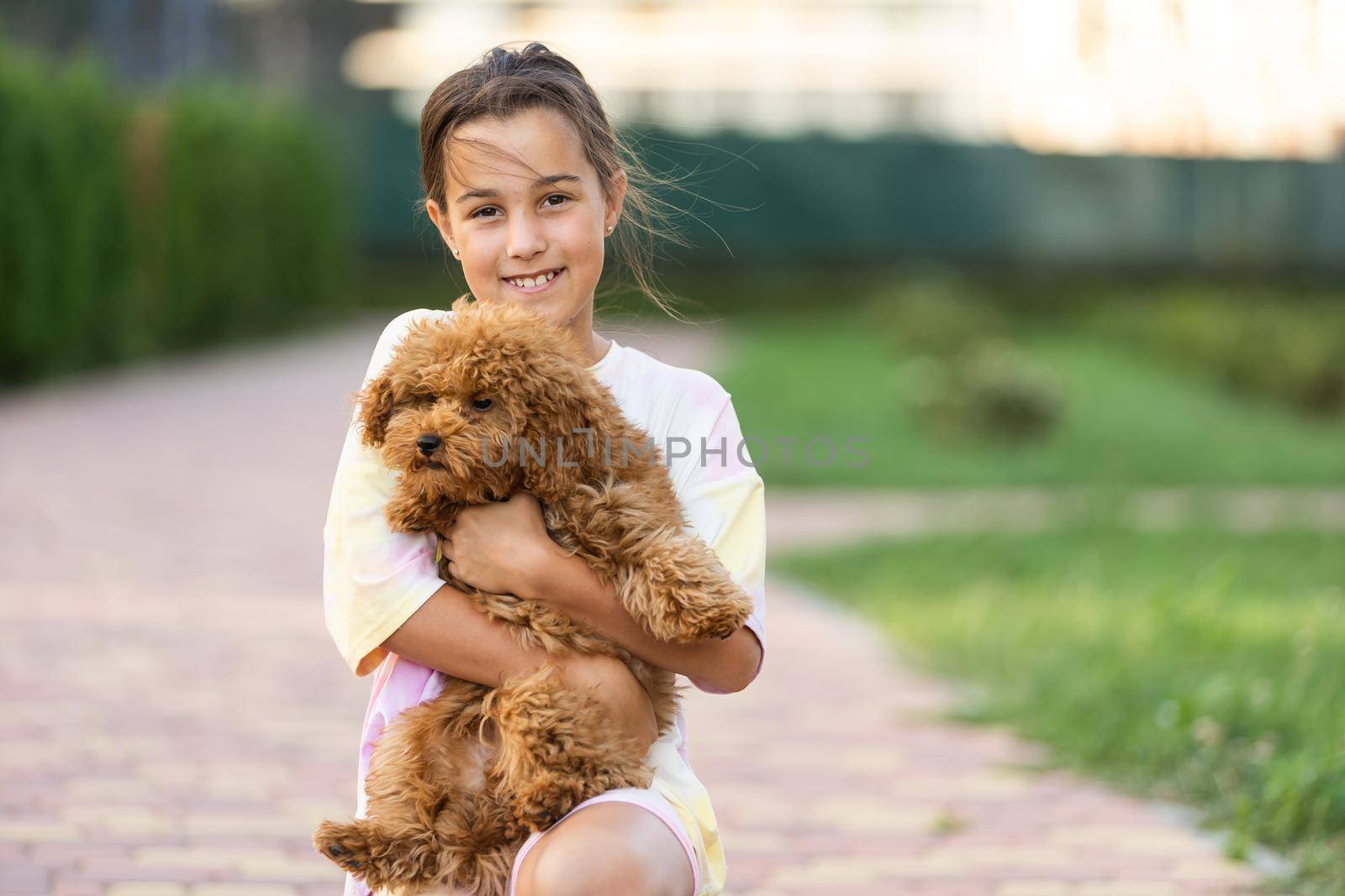 a little girl with Adorable Maltese and Poodle mix Puppy or Maltipoo dog by Andelov13