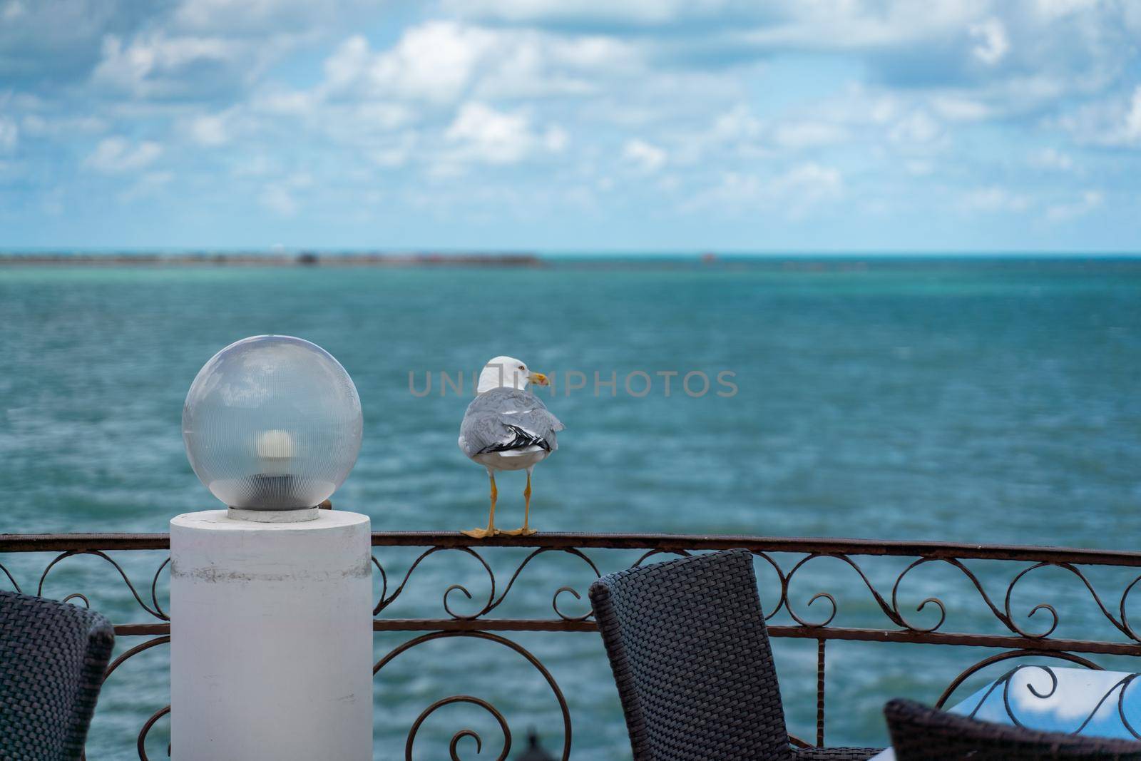 A seagull sits on an iron fence in a street cafe against the backdrop of the sea