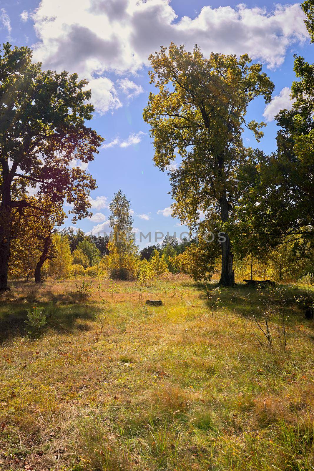 View of green big trees in oak forest on a sunny summer day, nature concept background.