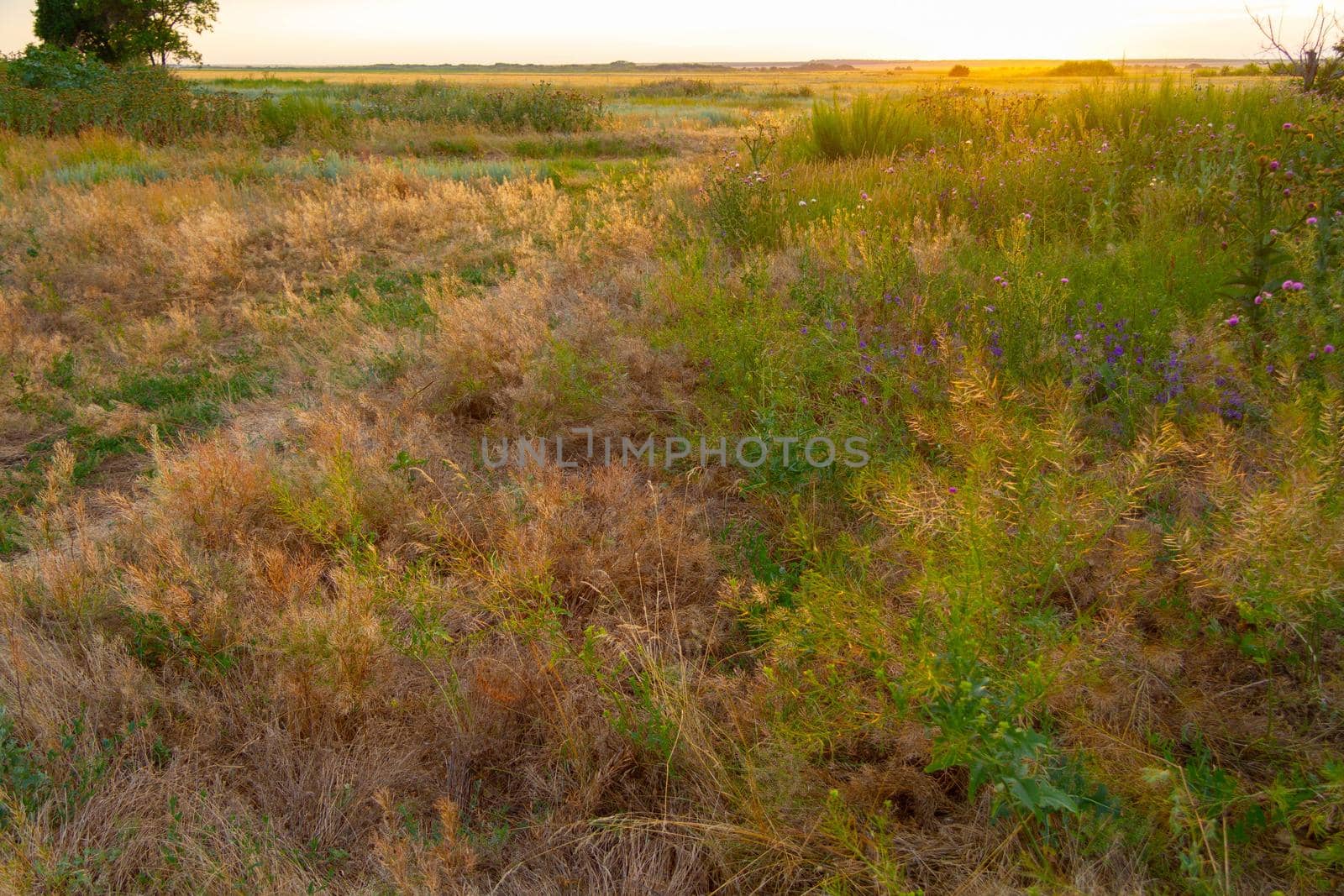 Beautiful sunset in the field. Landscape at sunset. Flowers and grass in the sun. The bright light of the sun illuminates the field.