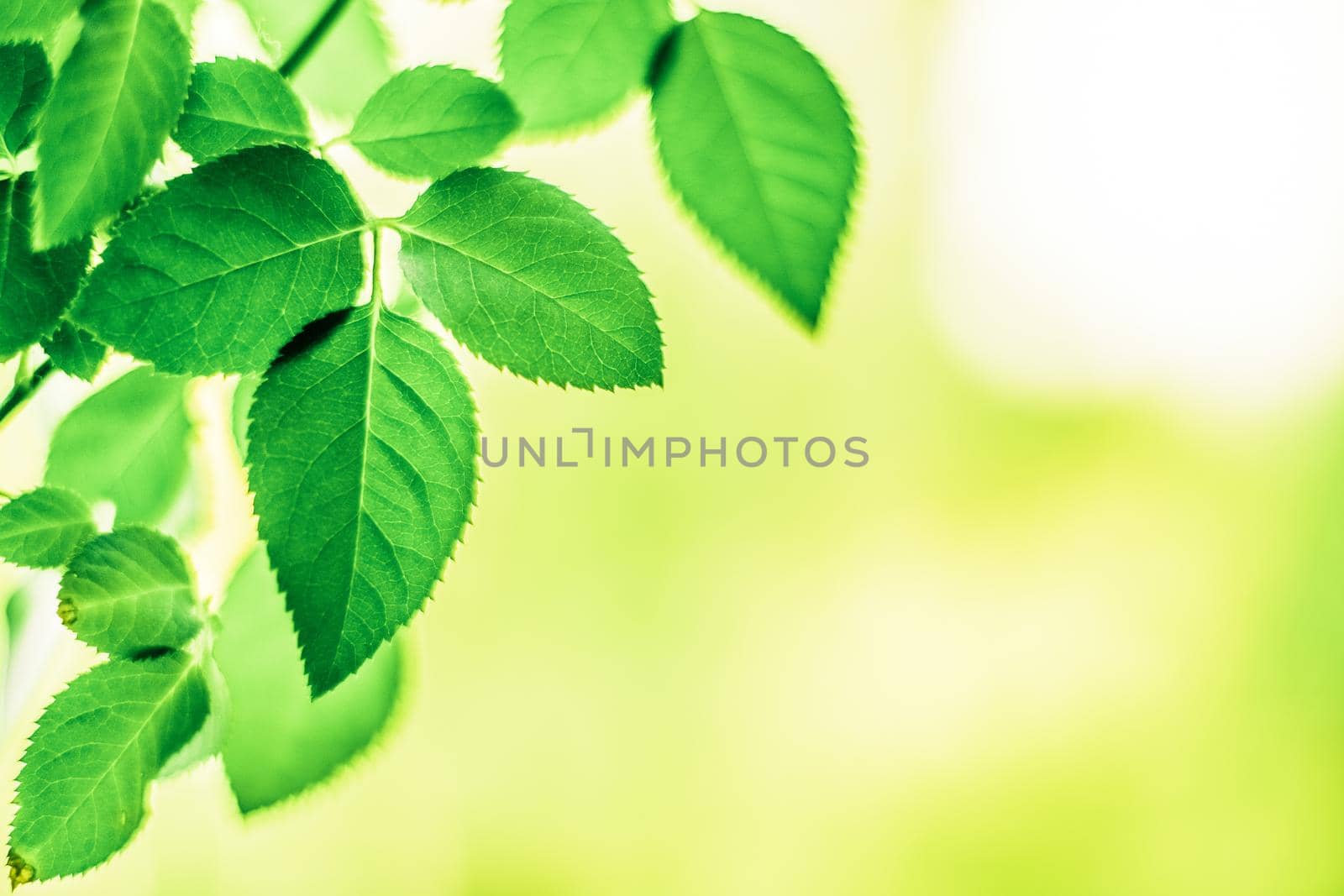 Fresh green leaves in spring - saving nature, healthy environment and bioenergy concept. The best time to plant a tree is now