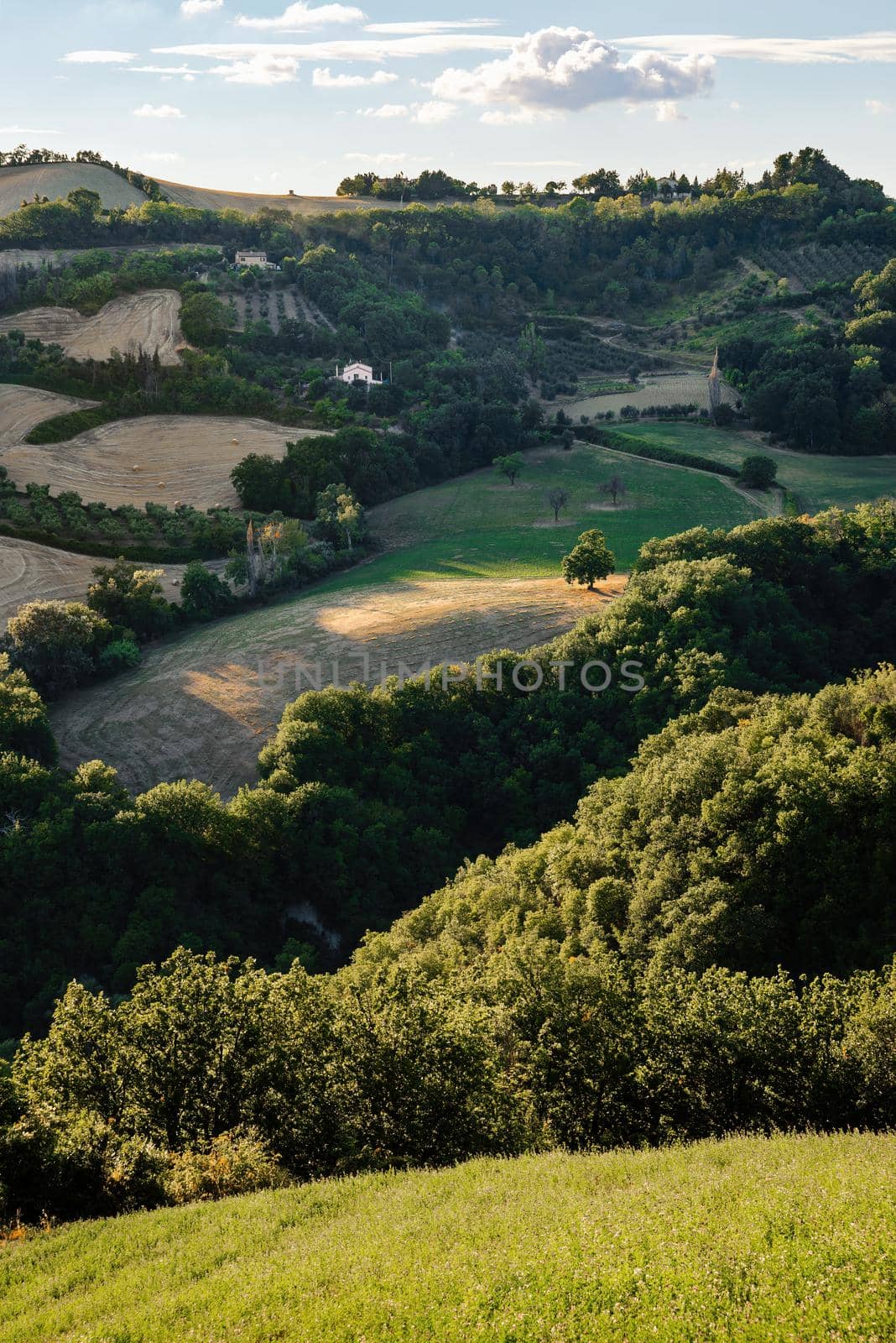 View of the fields and trees near Belvedere Fogliense in the Marche region of Italy by MaxalTamor