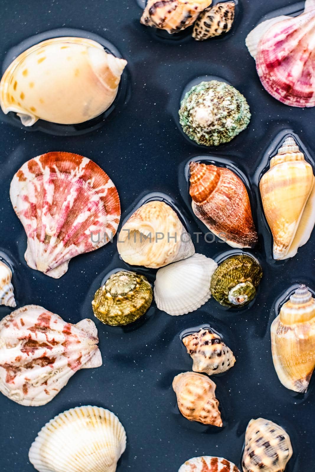 Ocean, nature texture and coastal vacation concept - Sea shell background, summertime destination and beach holiday travel card