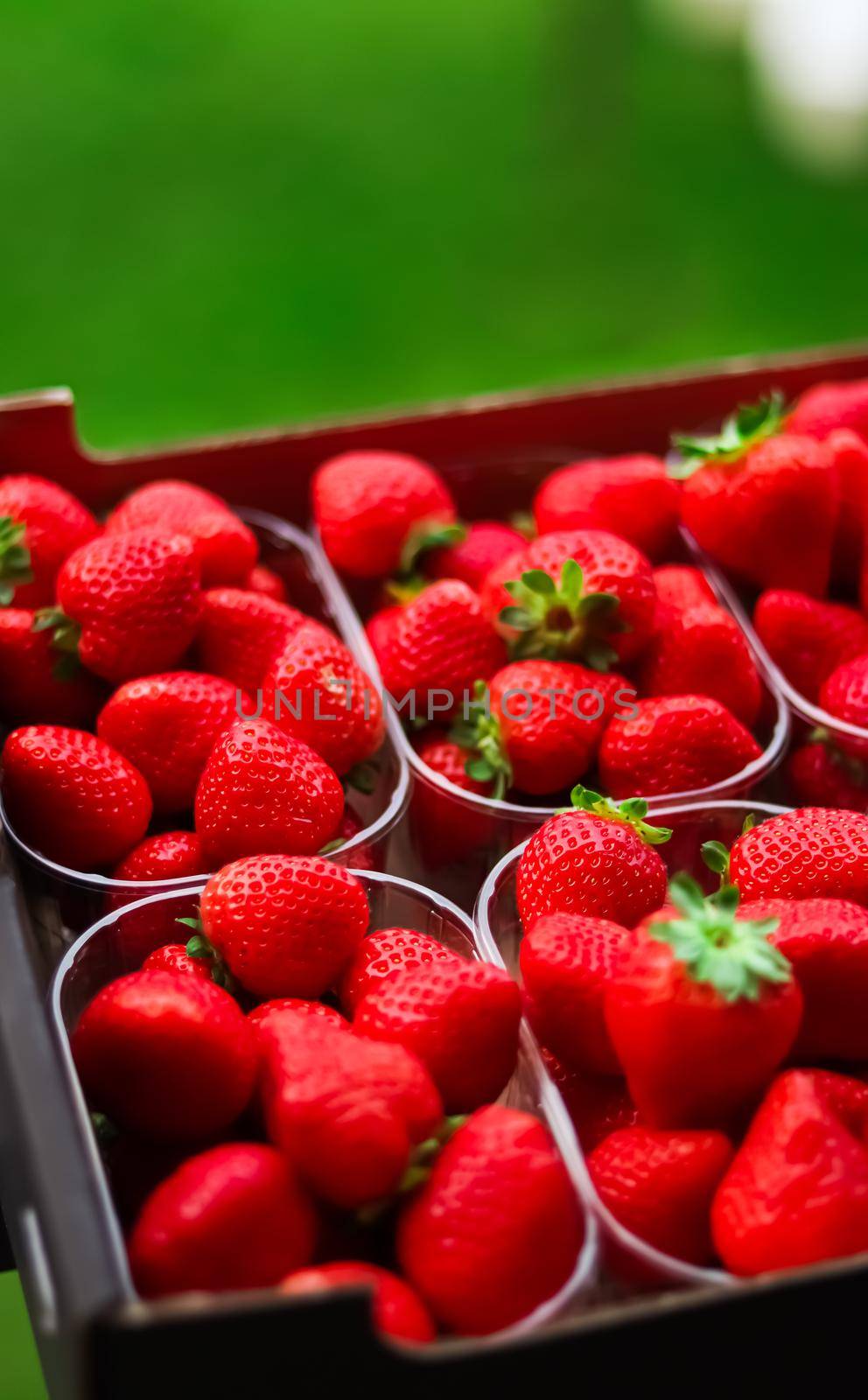 Strawberries packaged in box, sweet ripe perfect strawberry harvest, organic garden and agriculture concept