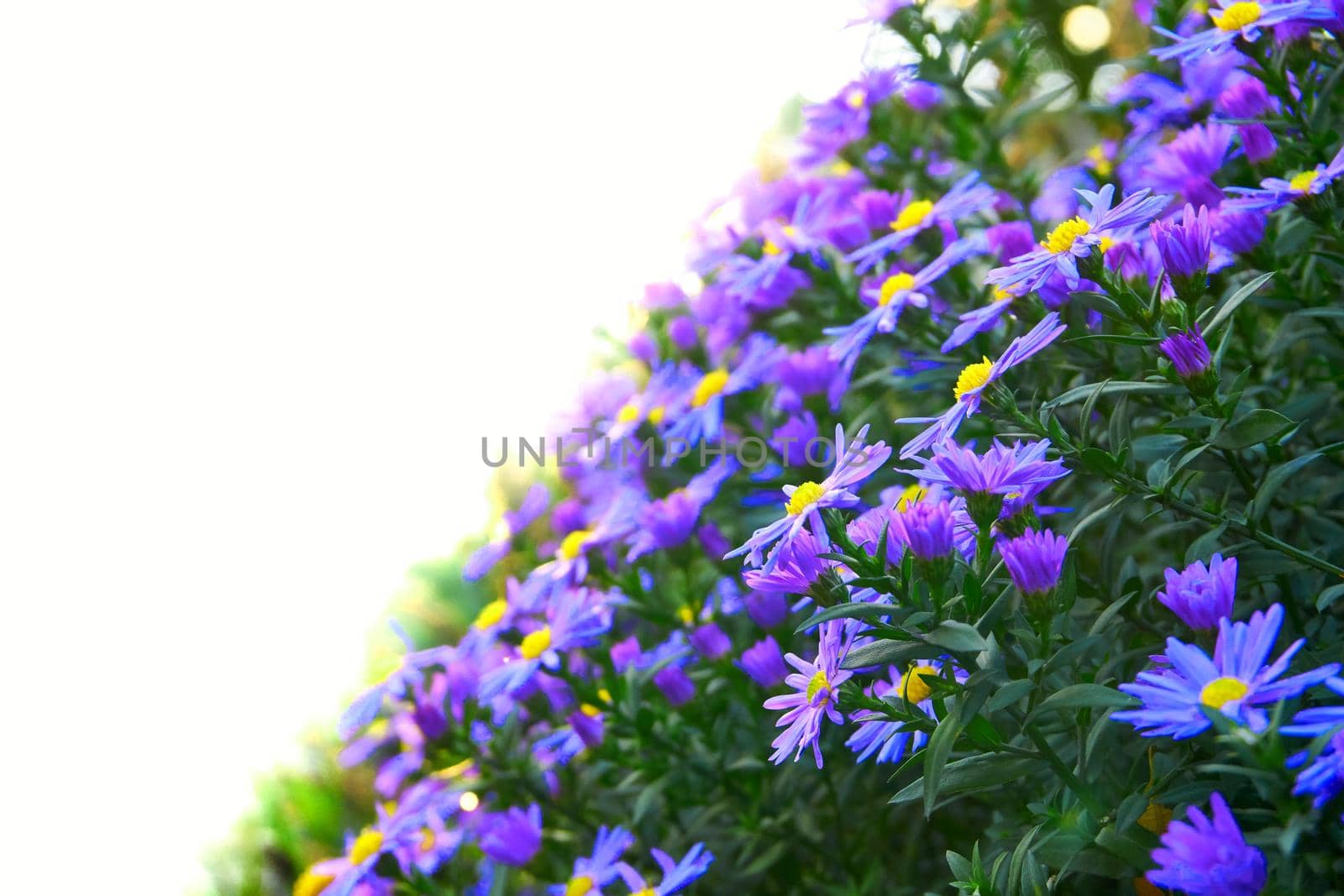a plant of the daisy family that has bright rayed flowers, typically of purple or pink. Aster bush october sky and white space for text