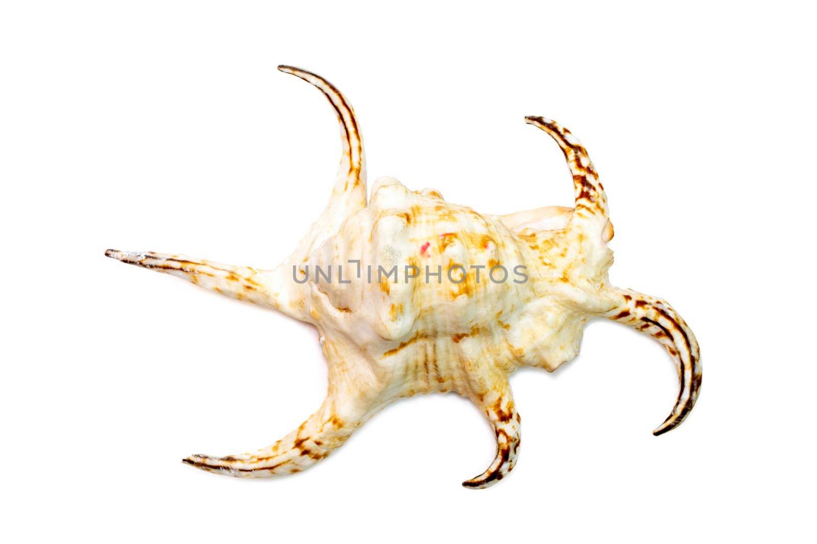 Image of lambis chiragra (Harpago chiragra) sea shell is in the family strombidae isolated on white background. Undersea Animals. by yod67