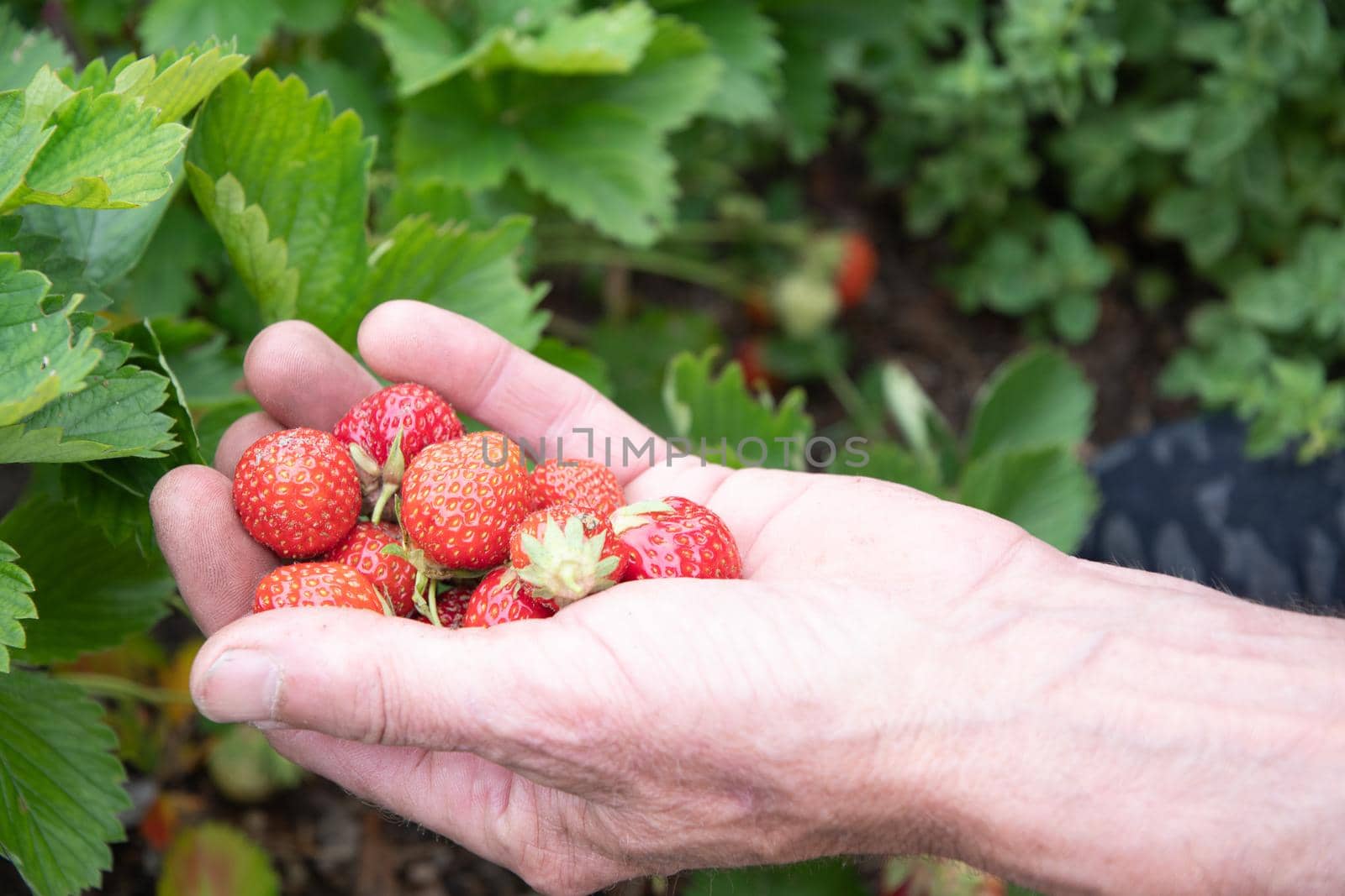 a man picks strawberries in his palm, a large harvest of berries, summer fruit picking, male hands hold a handful of ripe strawberries. High quality photo