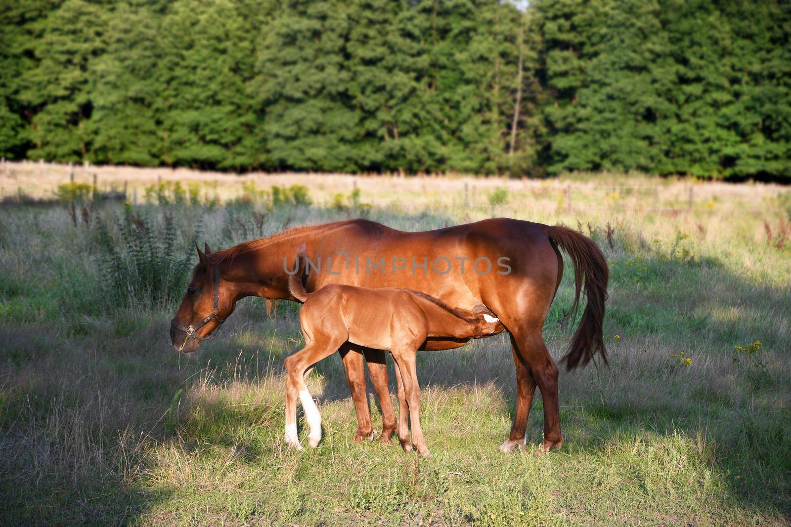 Mom horse with a small foal stand in the rays of the bright sun on the lawn against the background of the forest. High quality photo