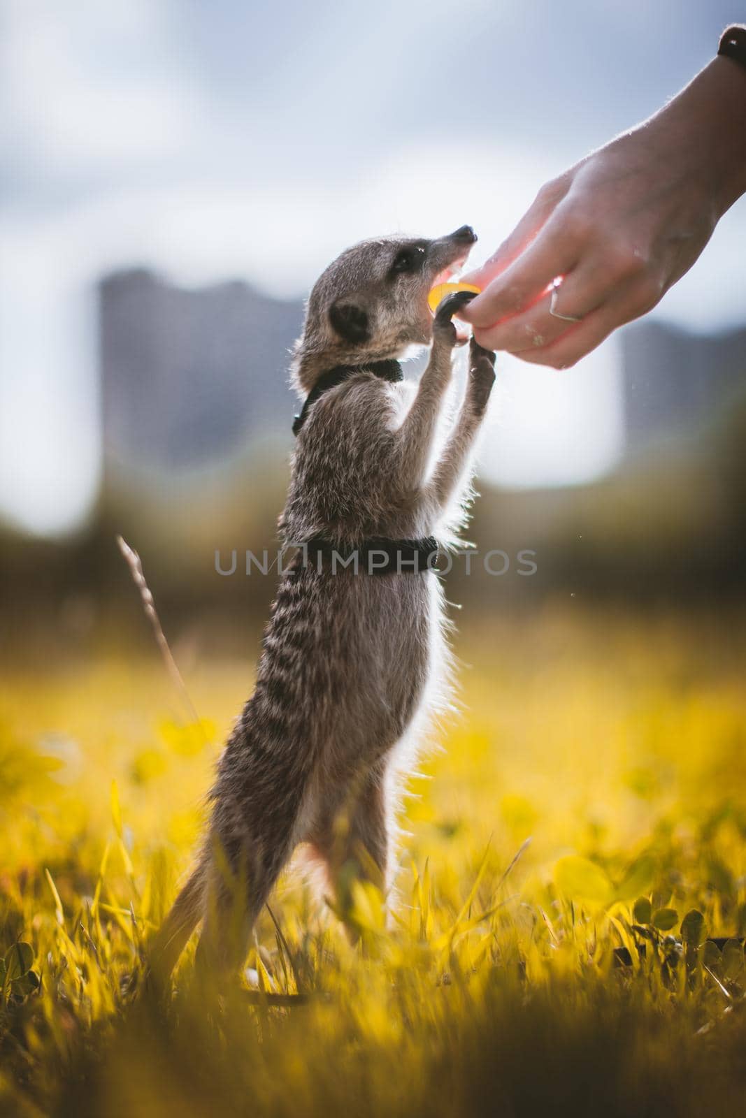 The meerkat or suricate, 1 years old walking outside on grass