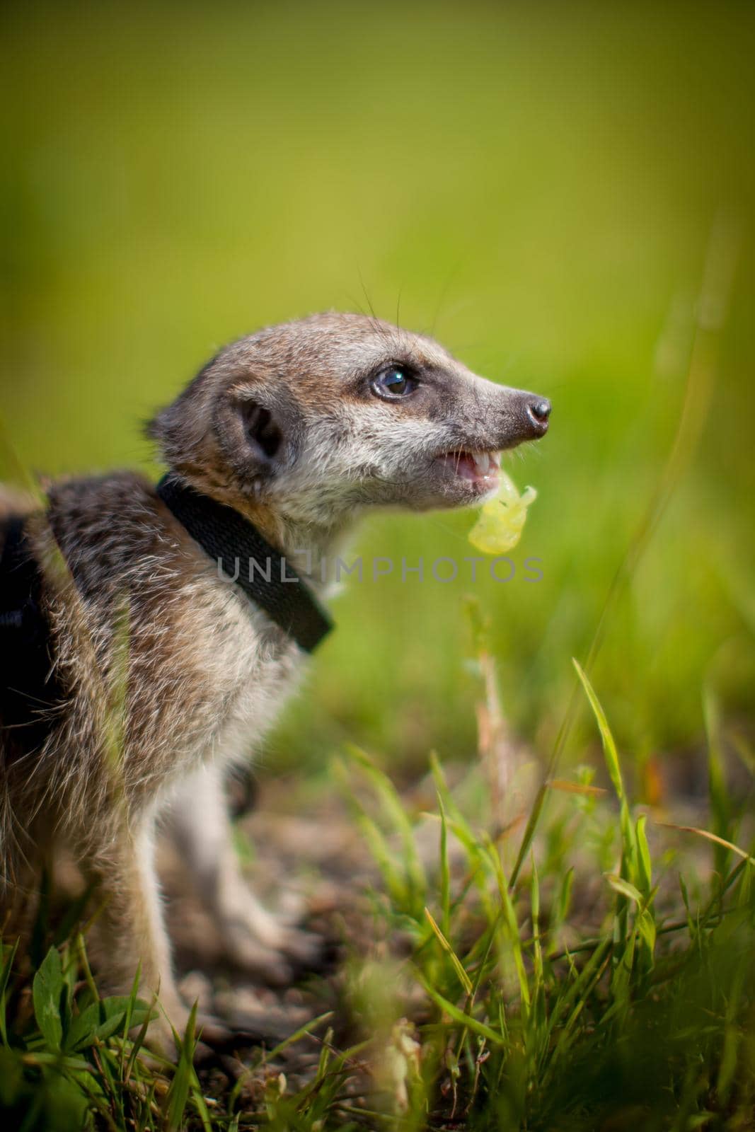 The meerkat or suricate, 1 years old walking outside on grass