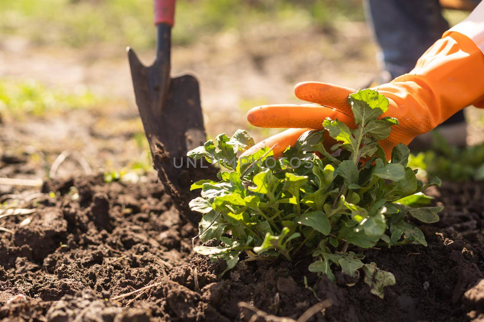 Gardening tools on fertile soil texture background seen from above. Gardening or planting concept. Working in the spring garden