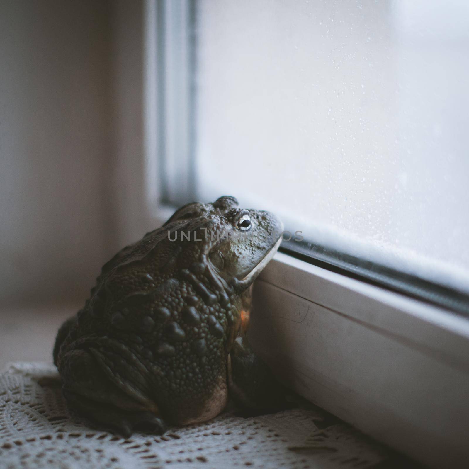 The African bullfrog, Pyxicephalus adspersus, adult male sitting in front of window