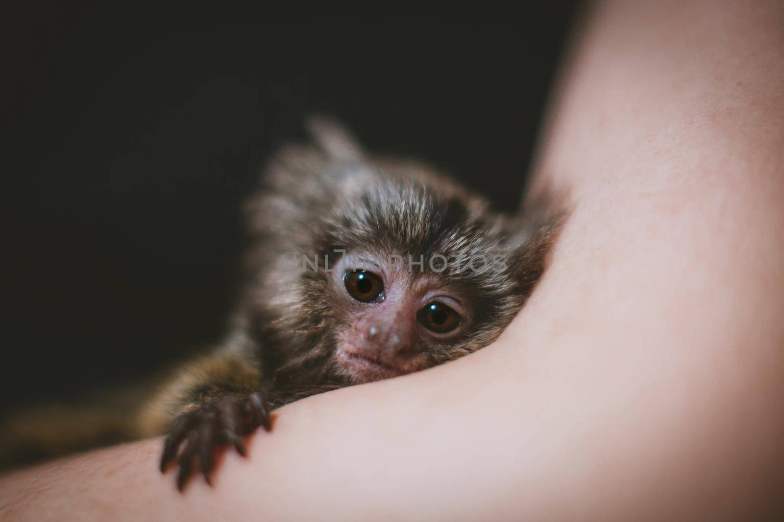 The new born common marmosets, Callithrix jacchus, 2 months old, isolated on black background