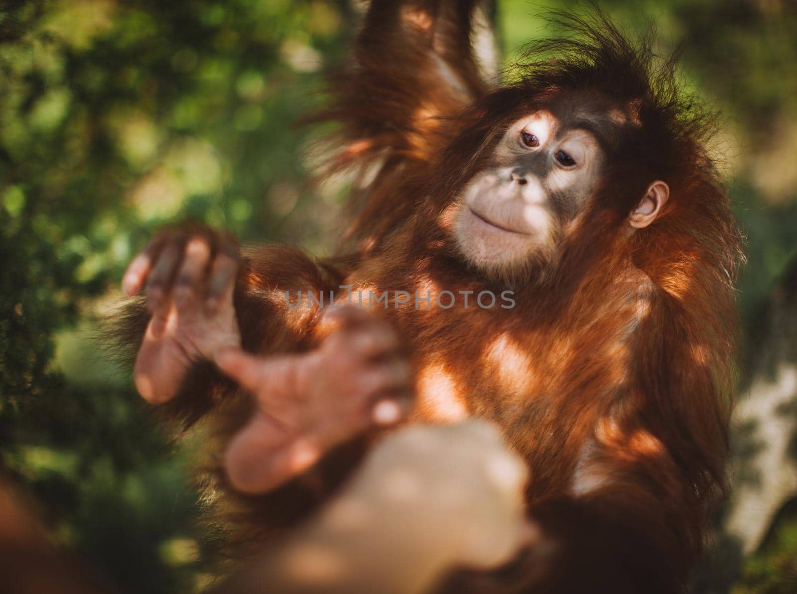 Cutest 2 years old baby orangutan hangs in a tree in zoo