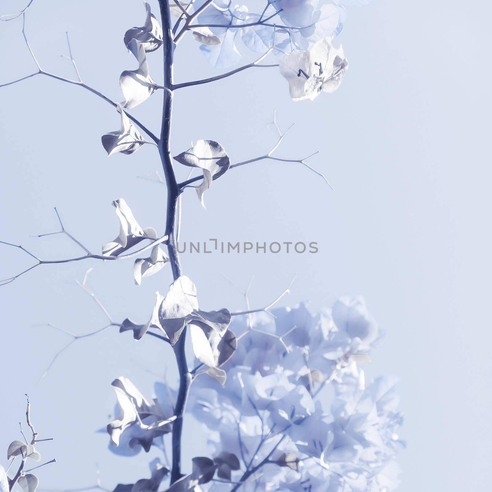 Flower background, spring nature and botanical beauty concept - Blue floral composition