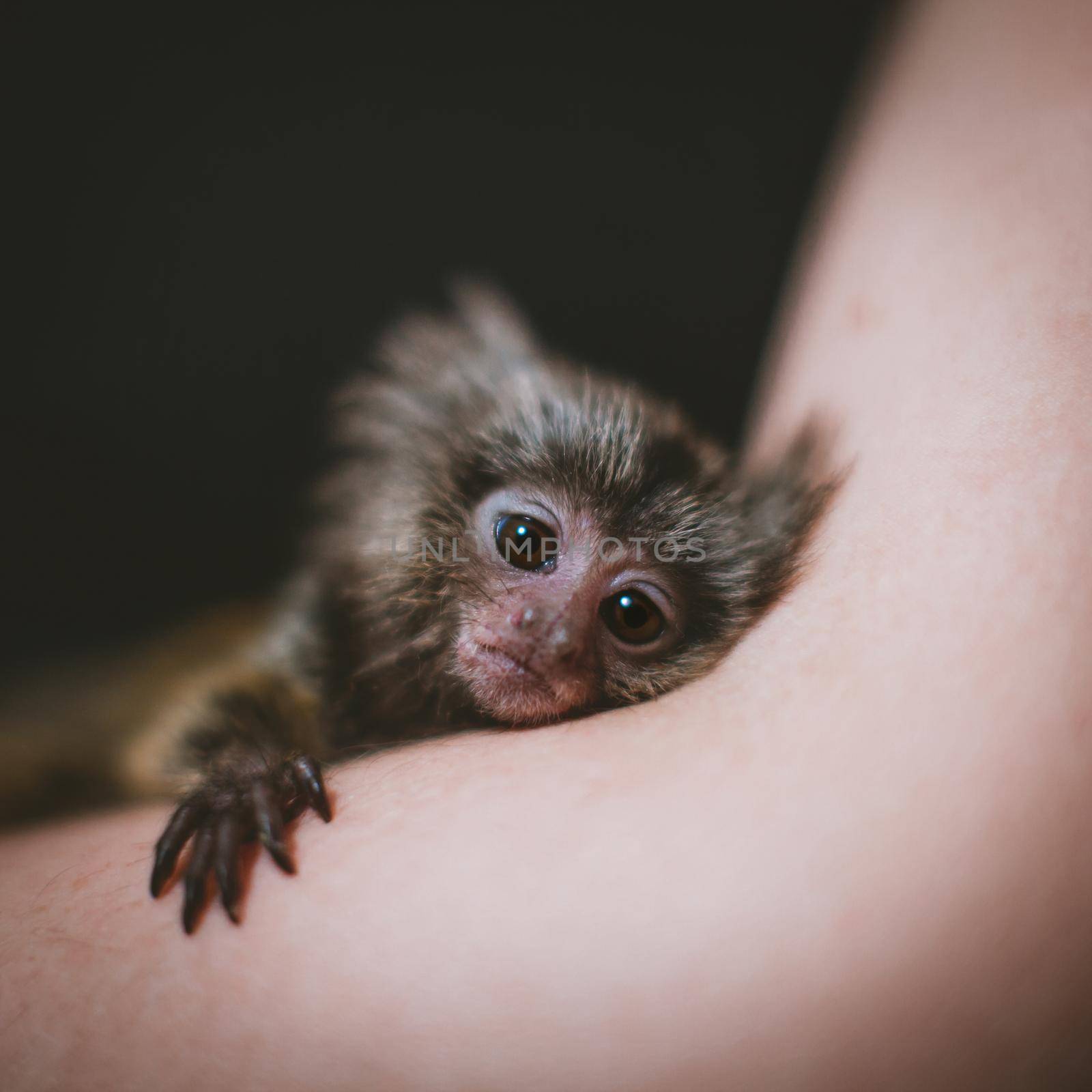 The new born common marmosets, Callithrix jacchus, 2 months old, isolated on black background