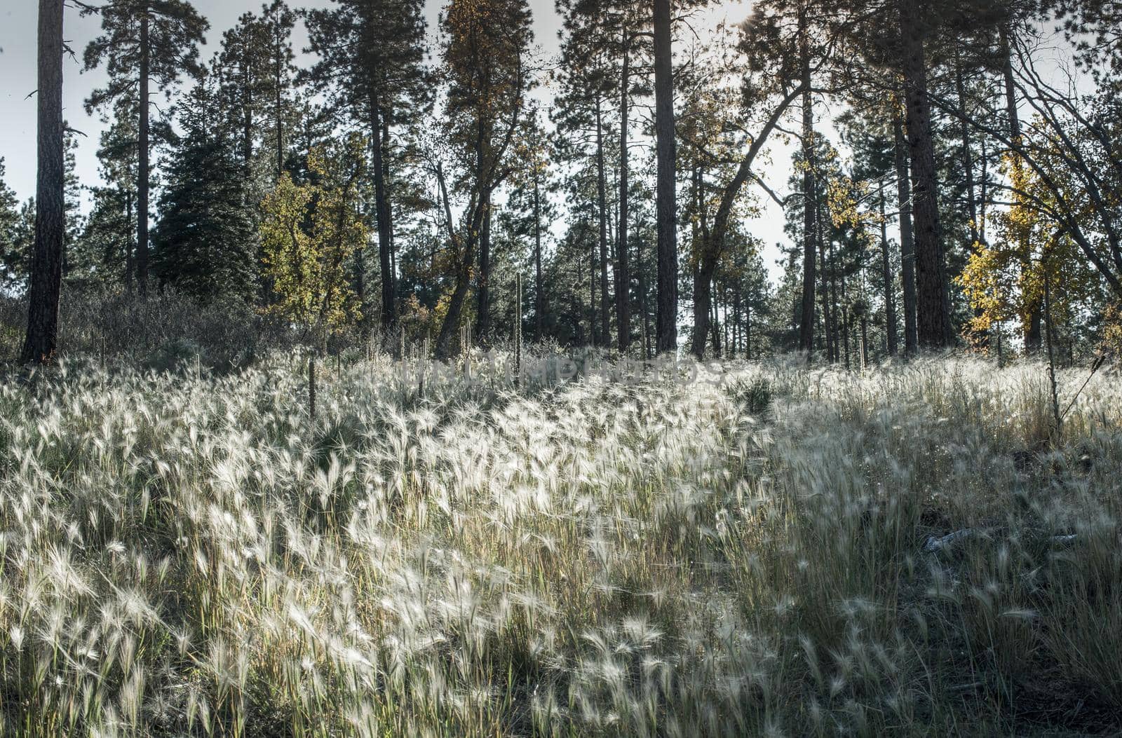 Meadow of grasses near Sedona Arizona by lisaldw