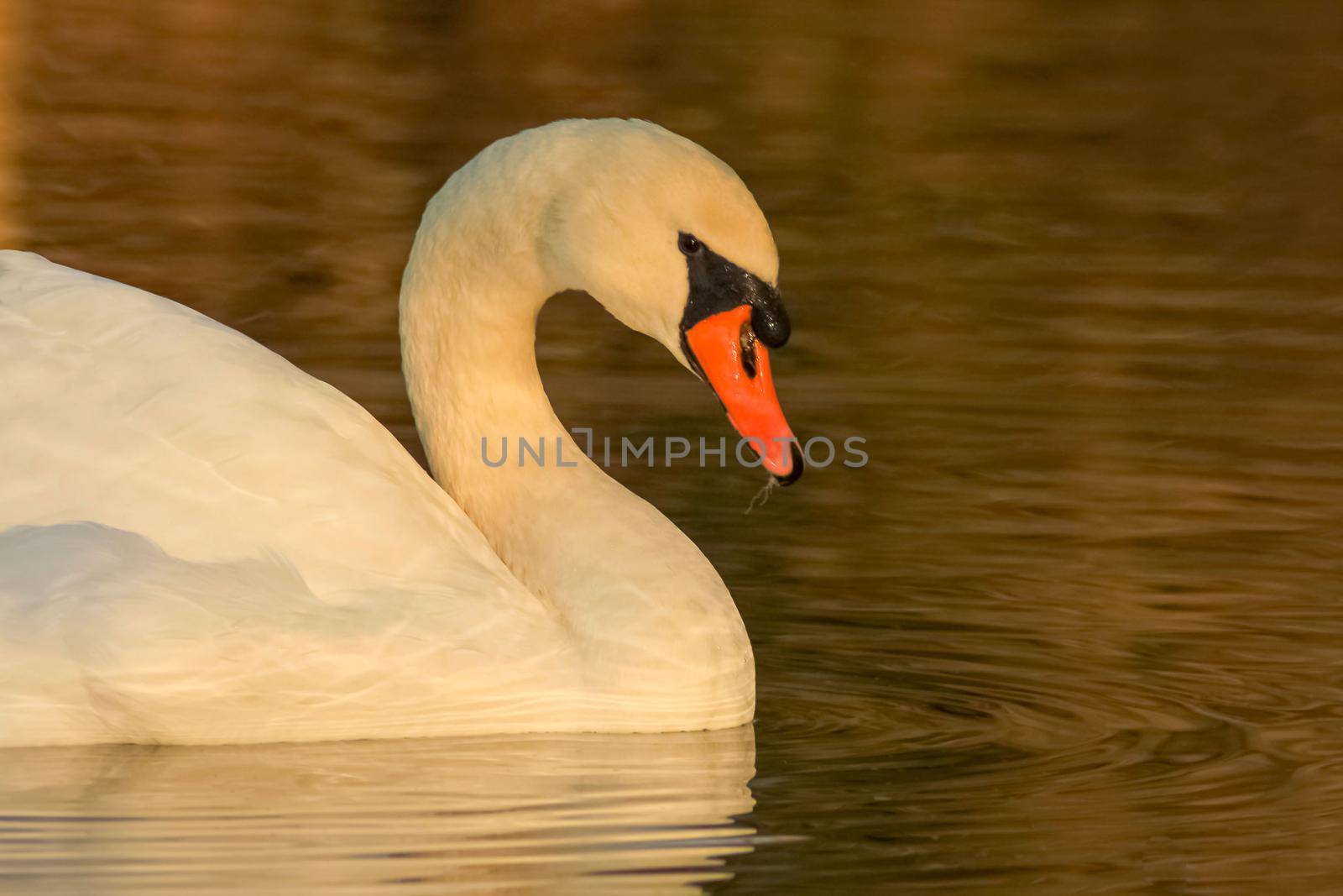 beautiful swan on blue lake water in sunny day during summer, swans on pond, nature series by antoksena