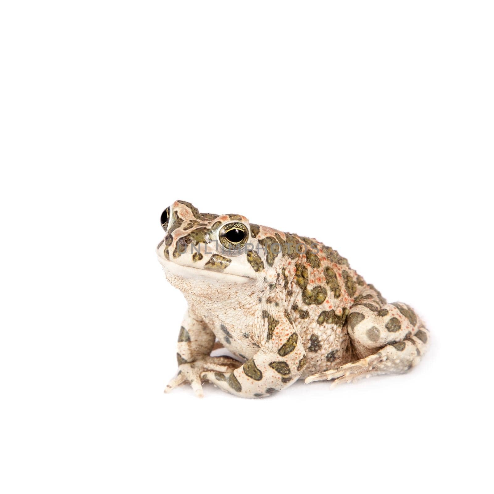 The Egyptian green toad on white by RosaJay
