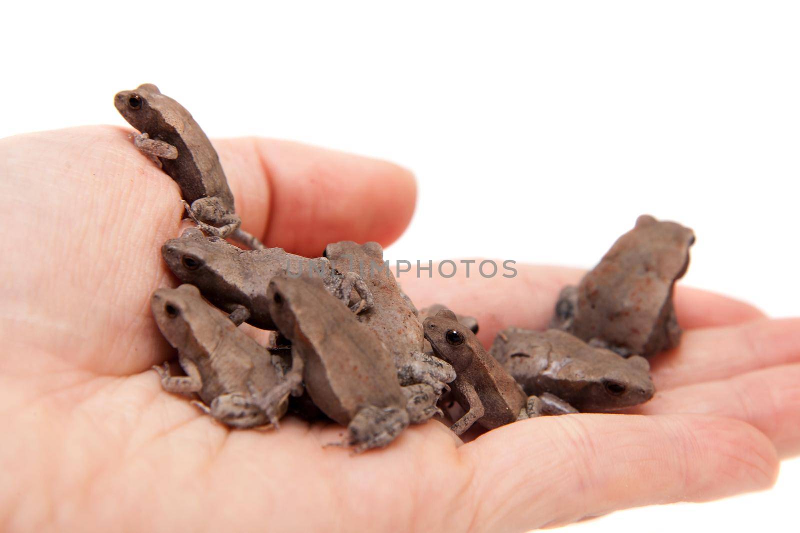 Few smooth-sided toads, Rhaebo guttata, isolated on white background