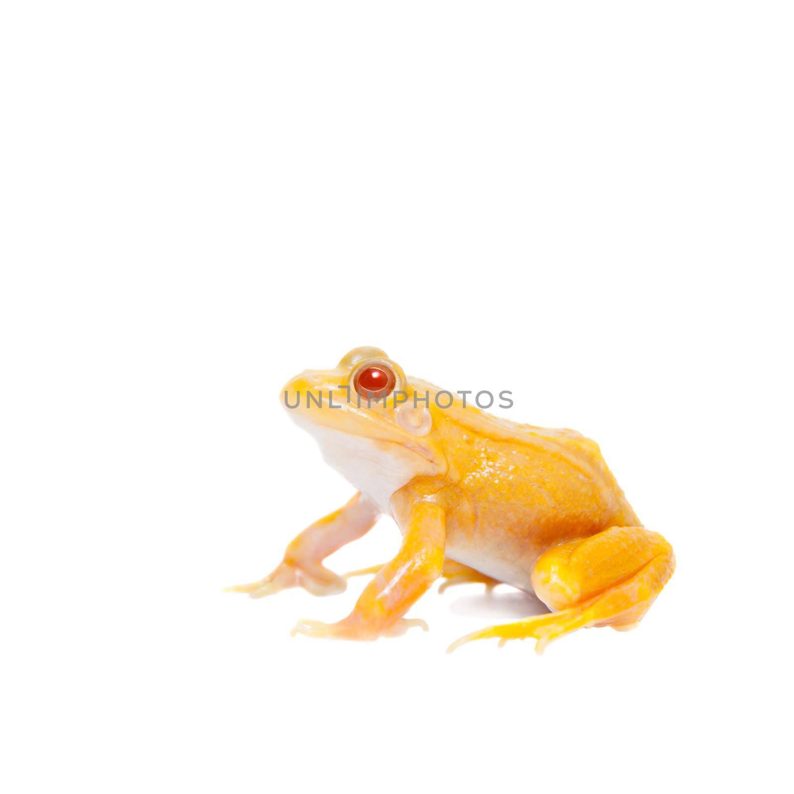 Albino Pool frog isolated on white background, Pelophylax lessonae