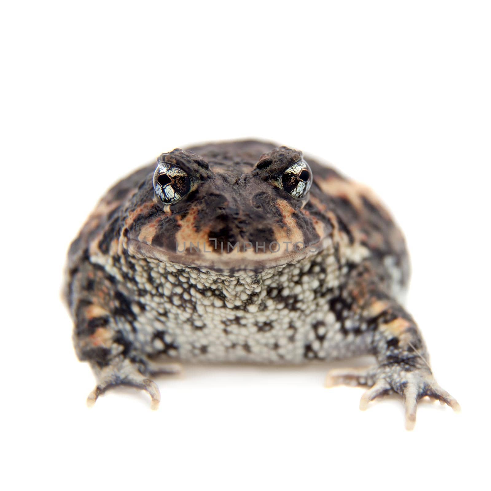 Rio Grande escuerzo, Odontophrynus cultripes, isolated on white background