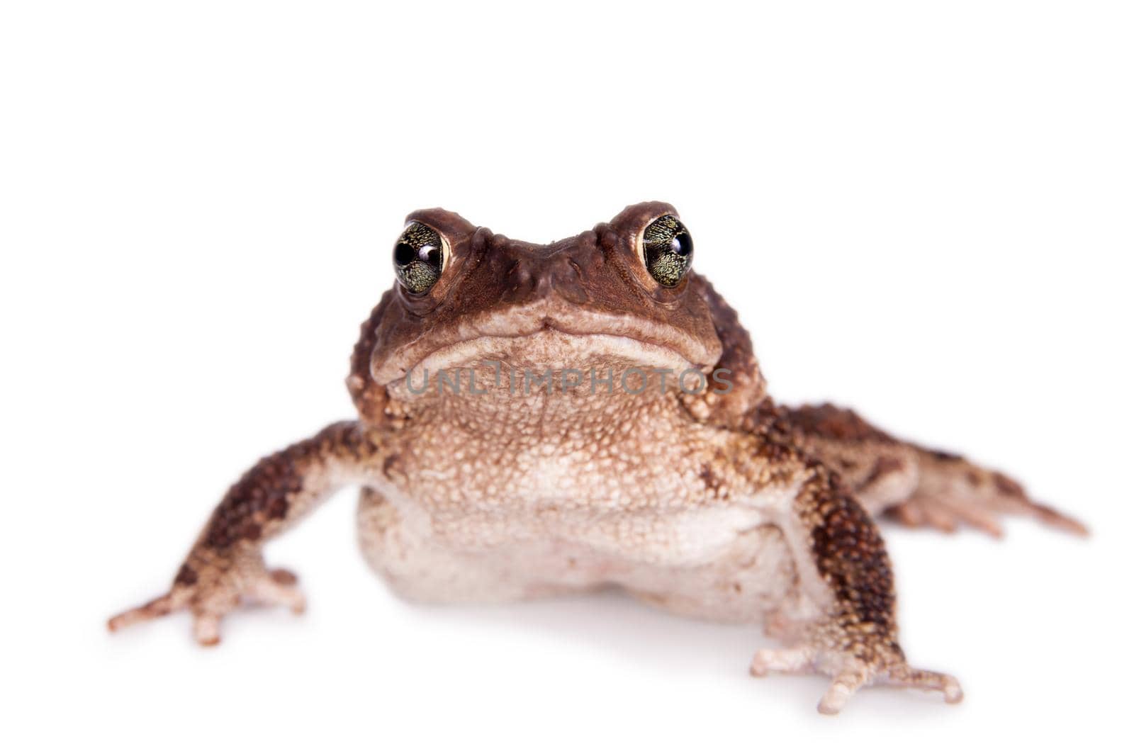 The Bufo peltocephalus isolated on white by RosaJay